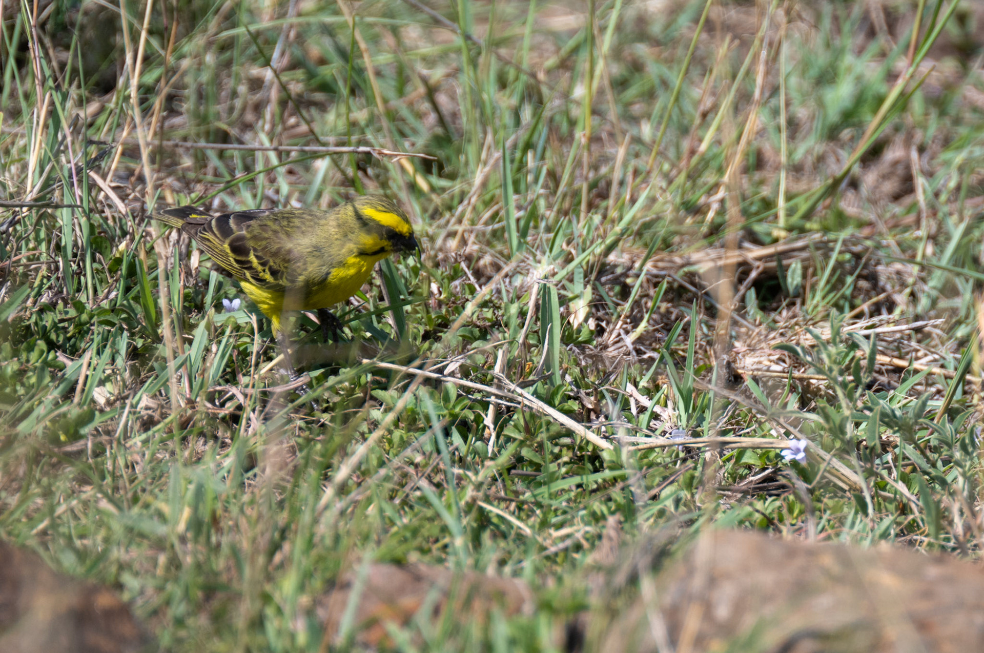 Yellow-fronted Canary