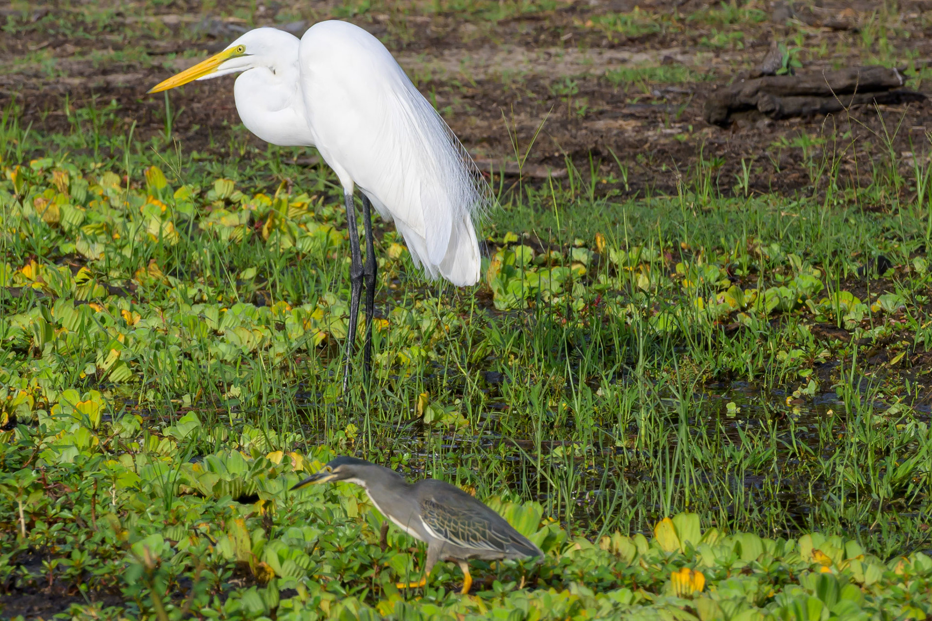 Great Egret