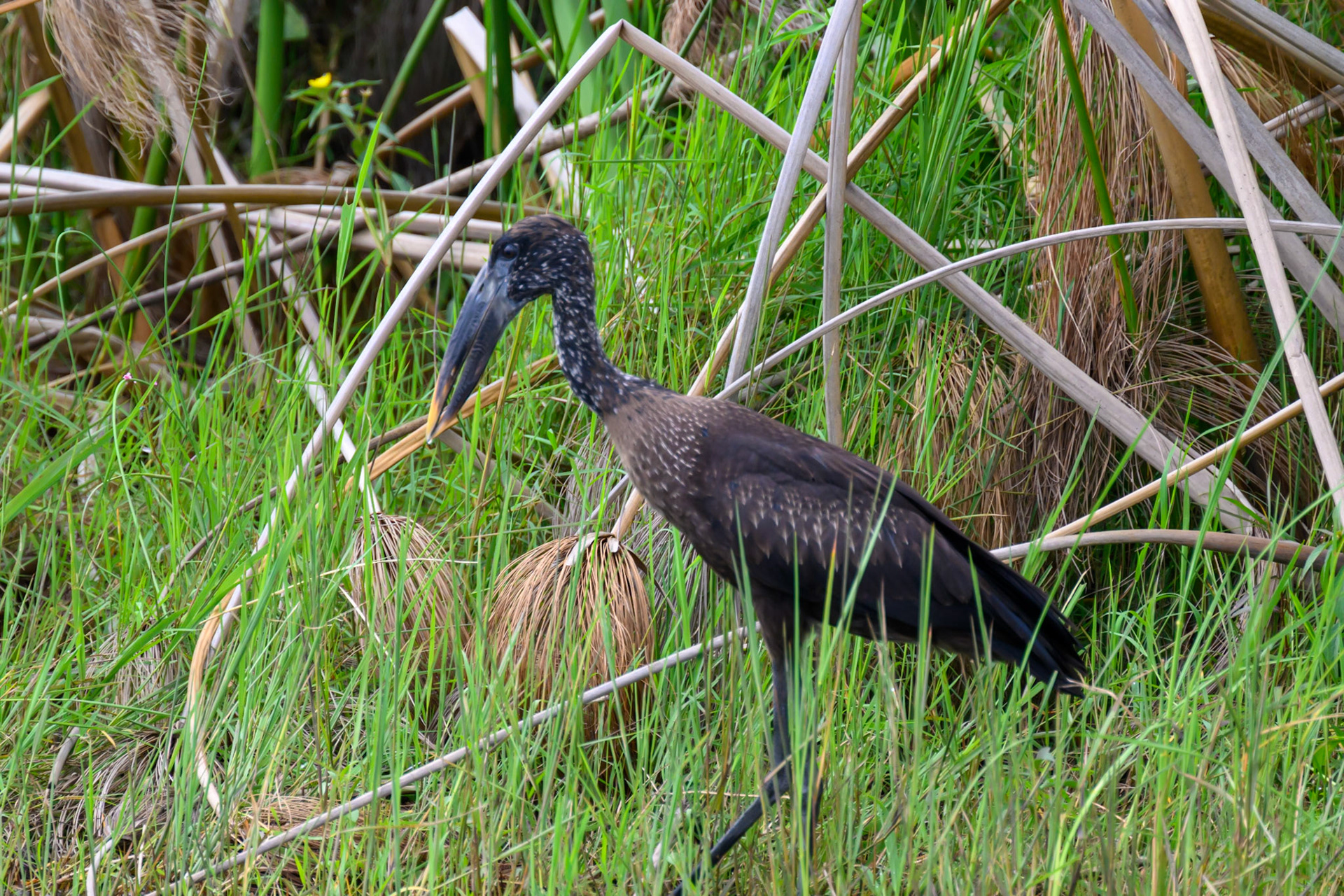 Openbill