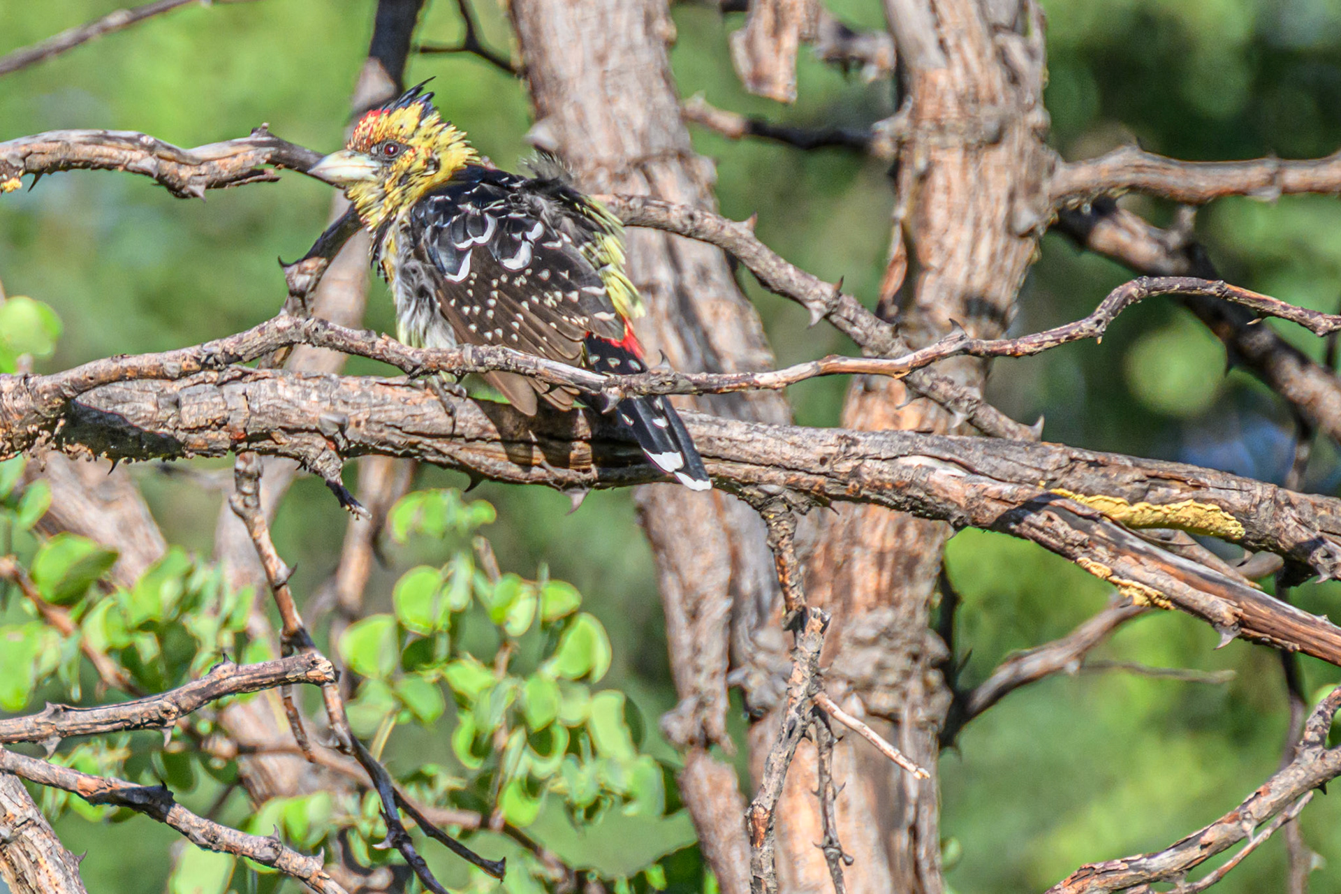 Crested Barbet