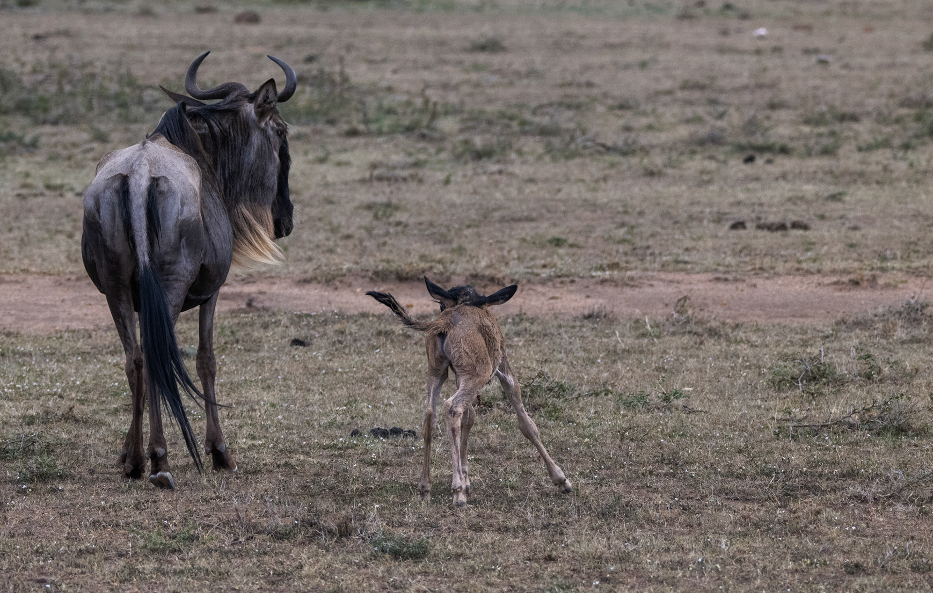Wildebeest calf