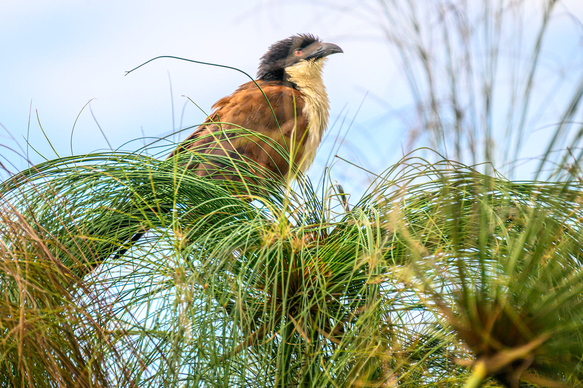 Coppery-tailed Coucal