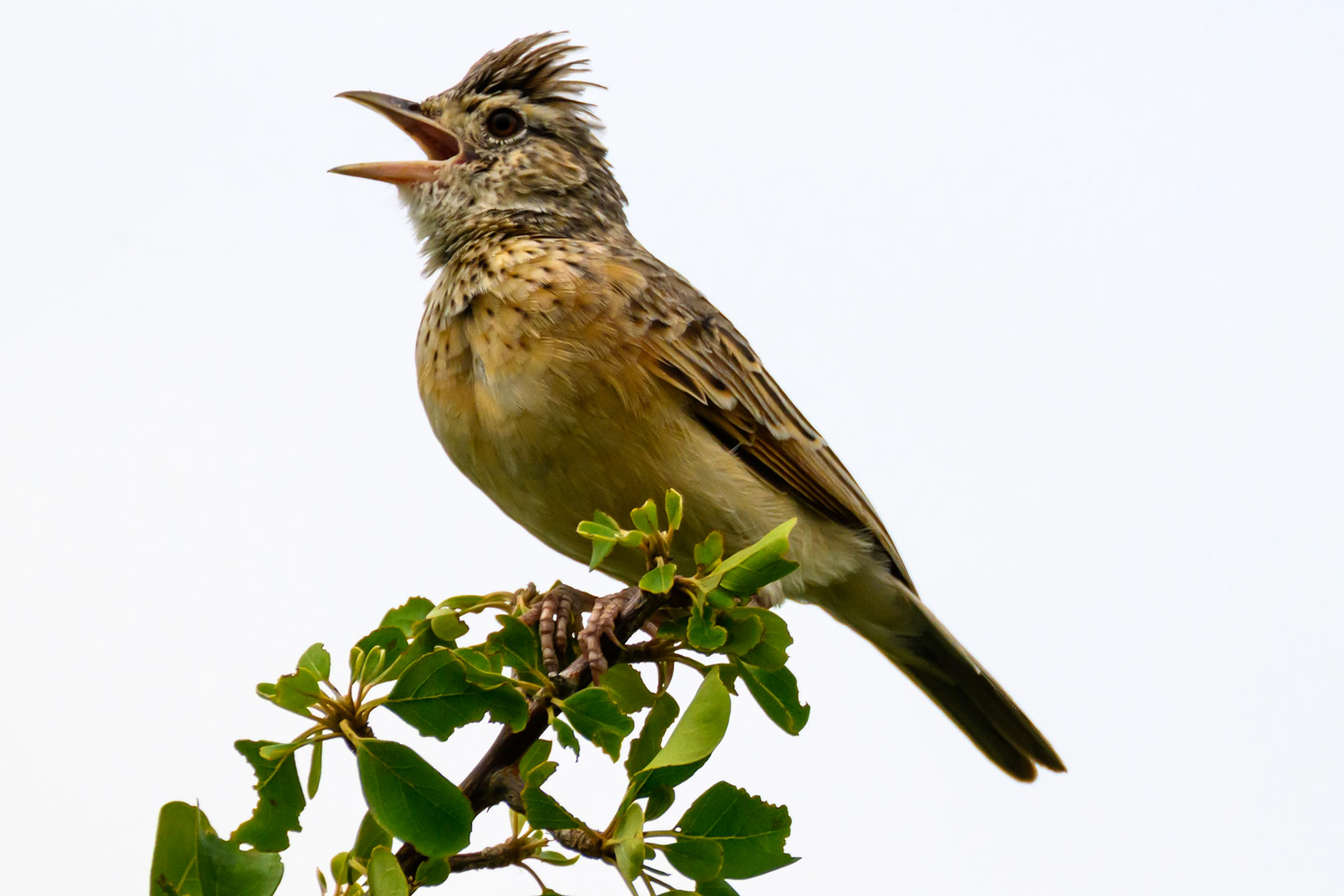 Rufous-naped Lark
