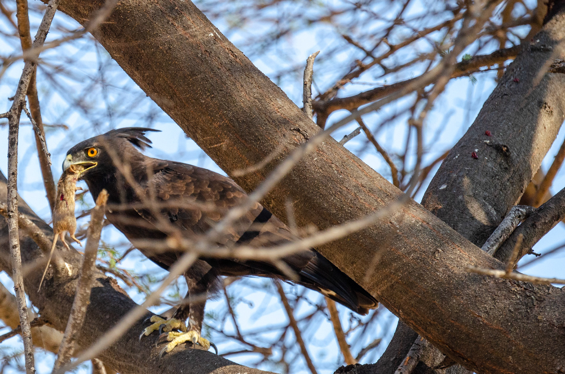 Snake Eagle