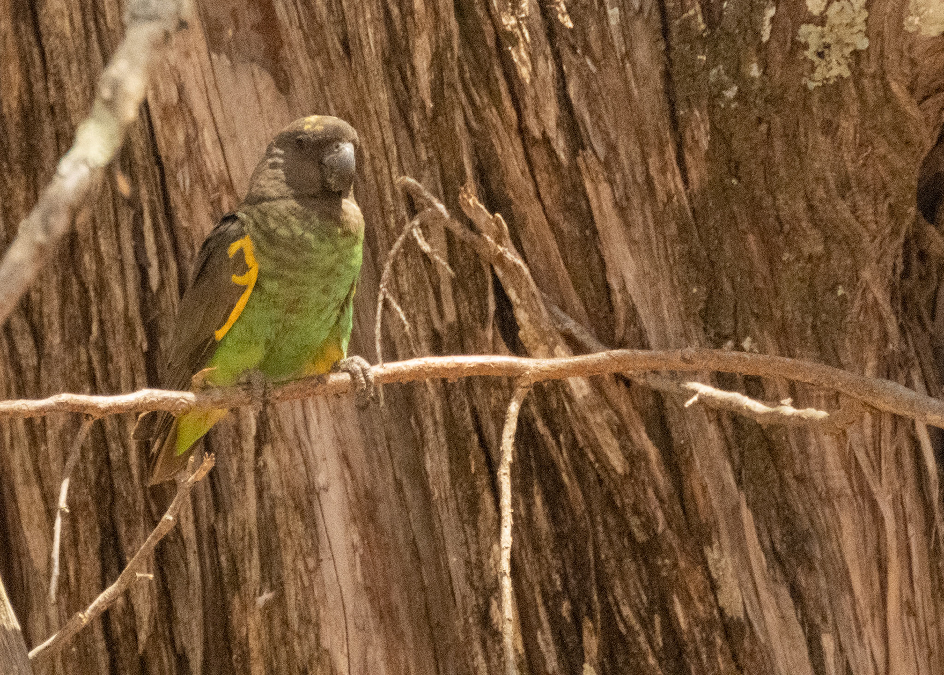 Brown Parrot