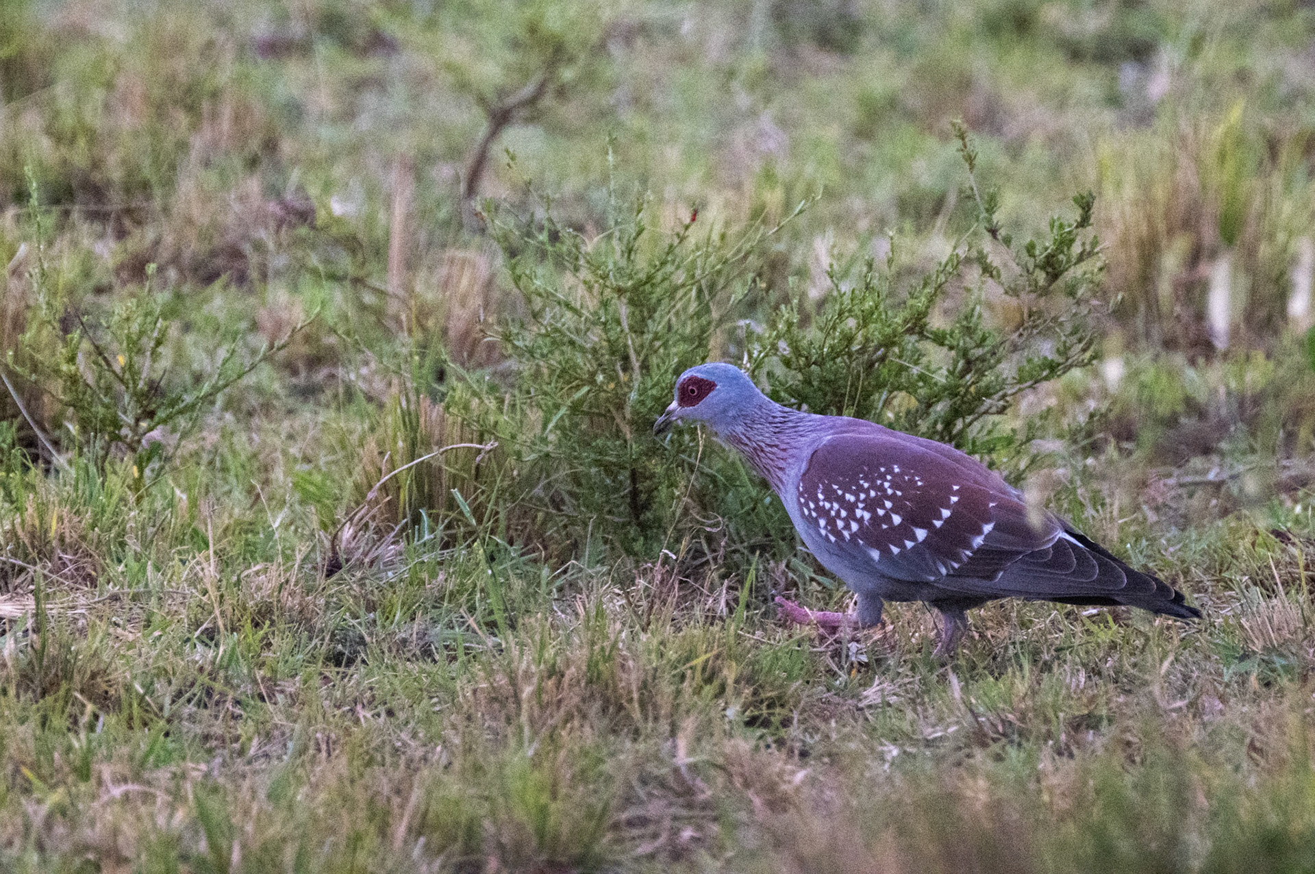 Speckled Pigeon