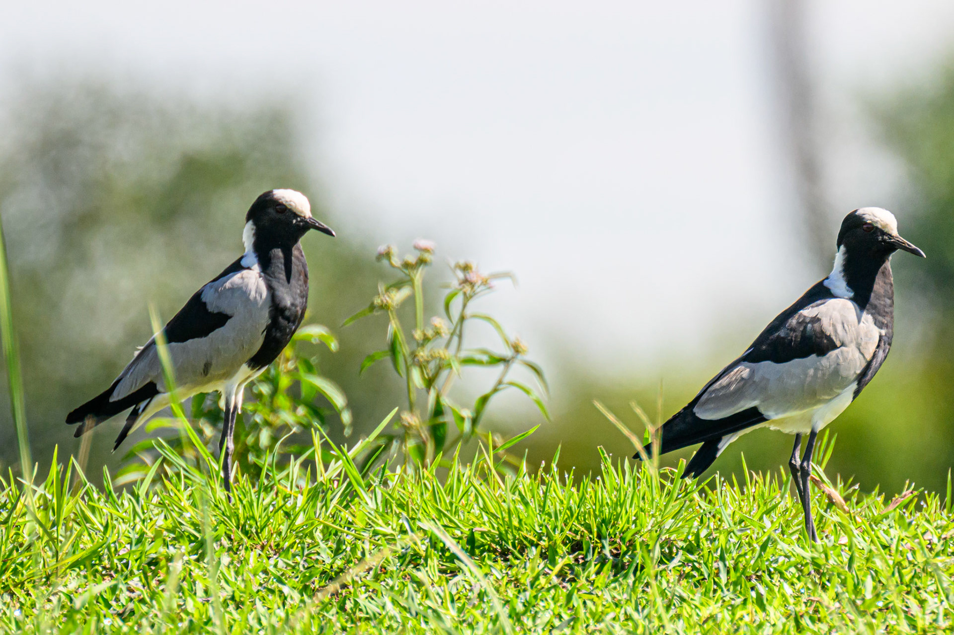 Blacksmith Plover (Lapwing)