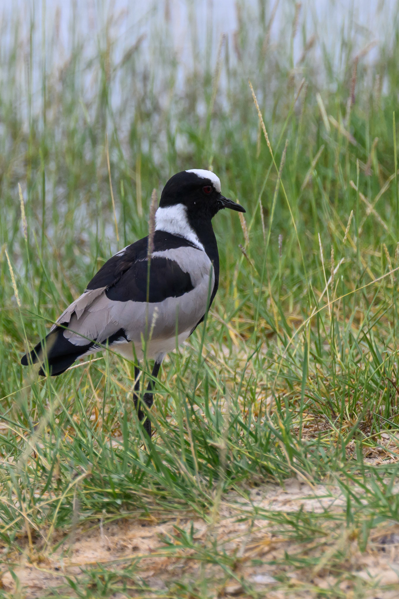 Blacksmith Plover