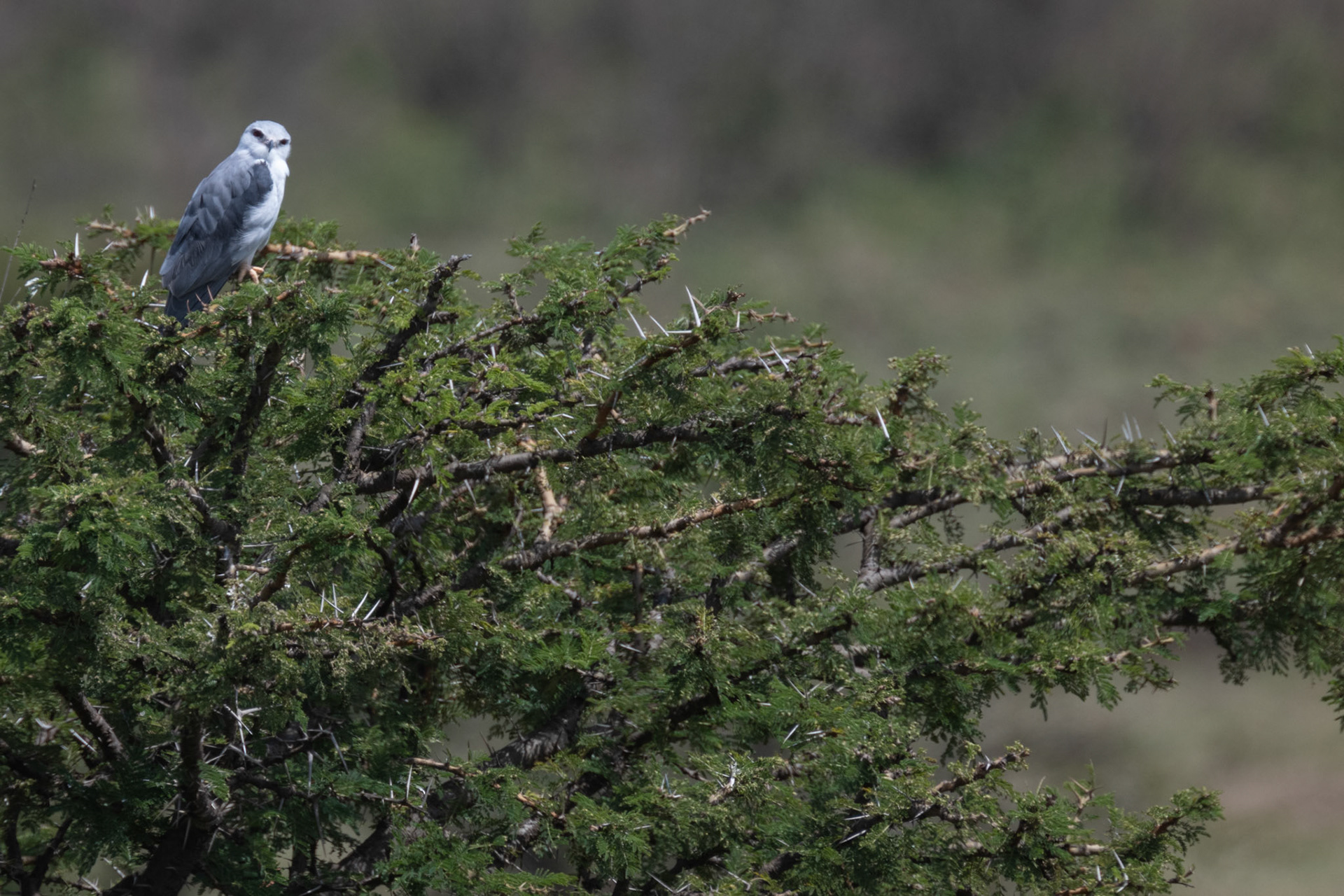 Black-shouldered Kite