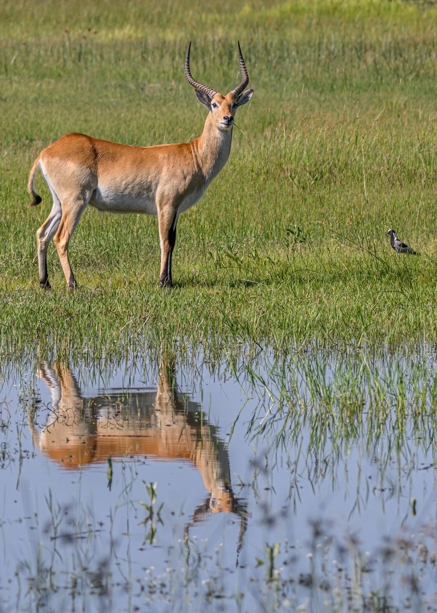 Red Lechwe