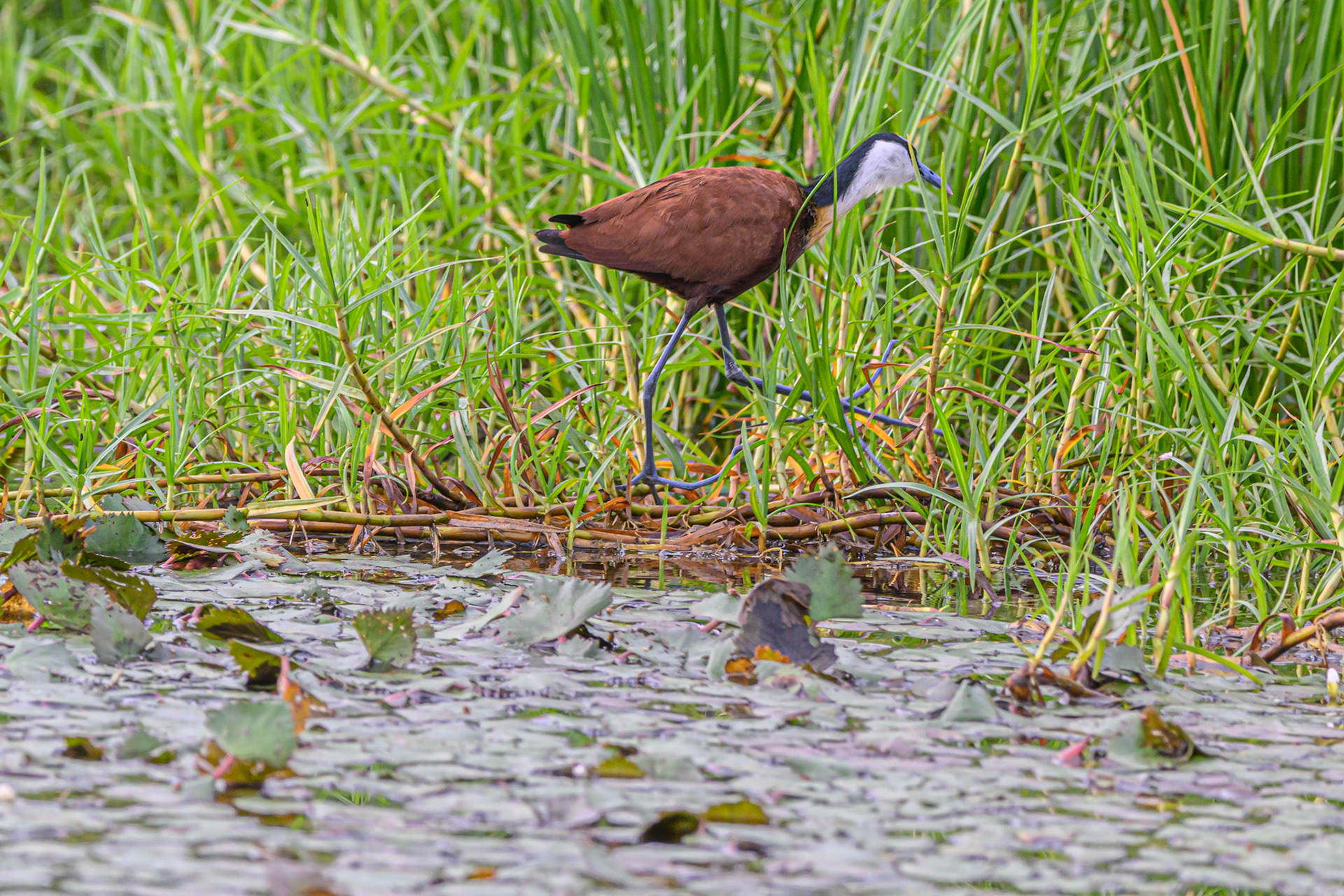 African Jacana
