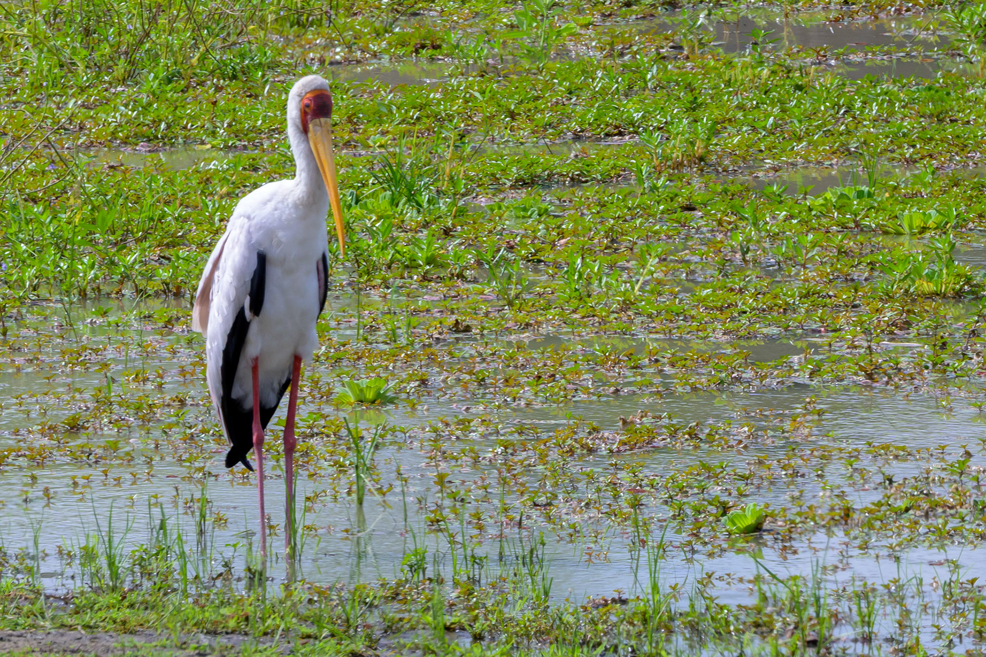Yellow-billed Stork