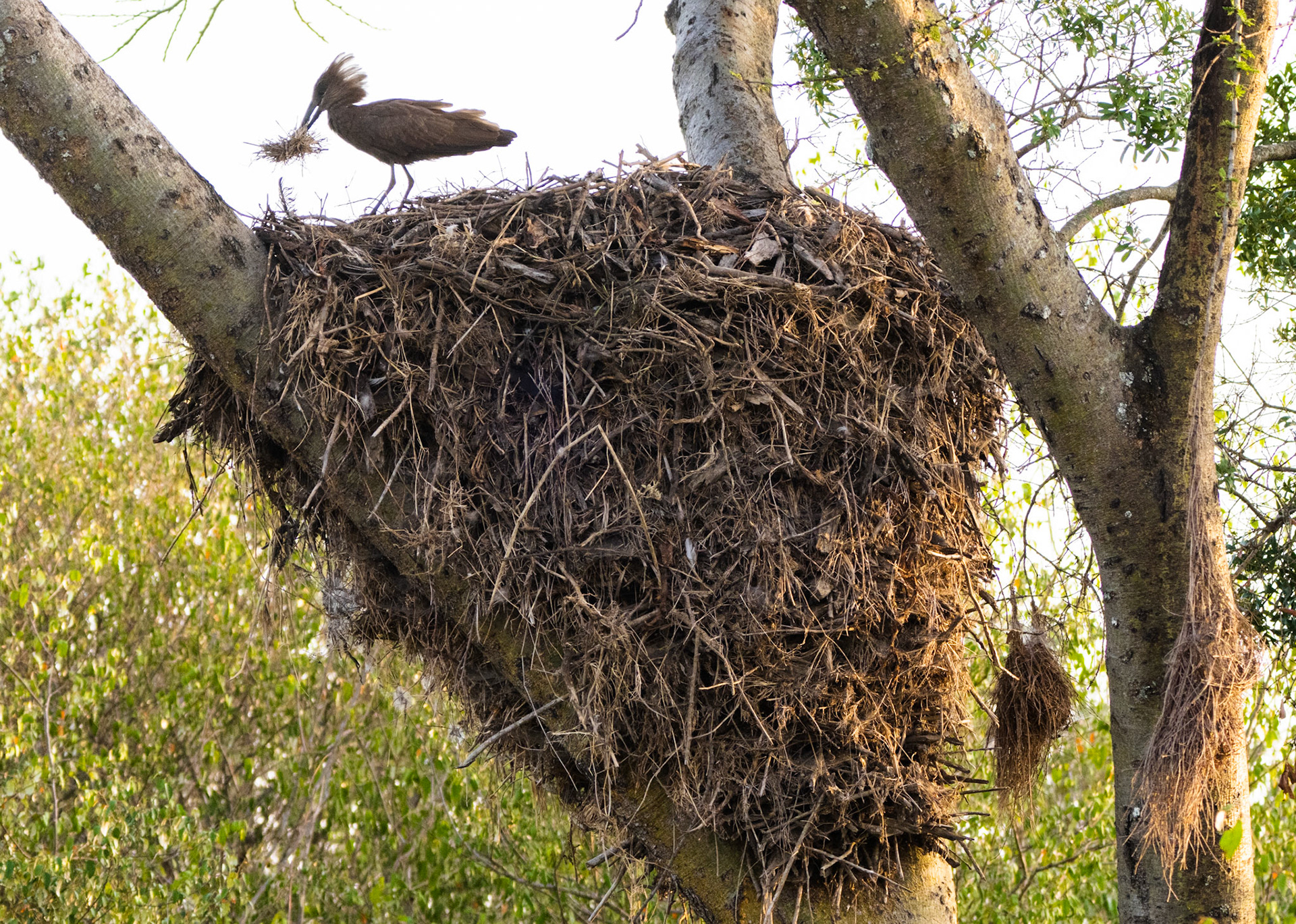 Hammerkop
