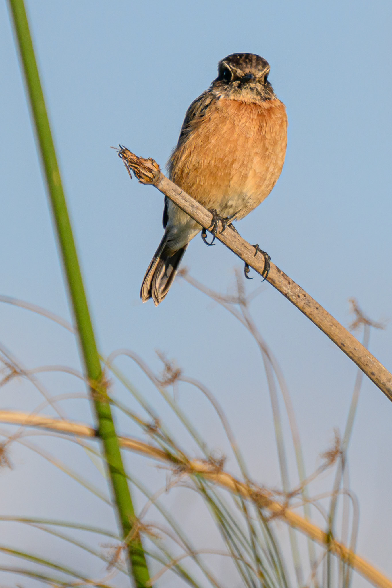 Stonechat