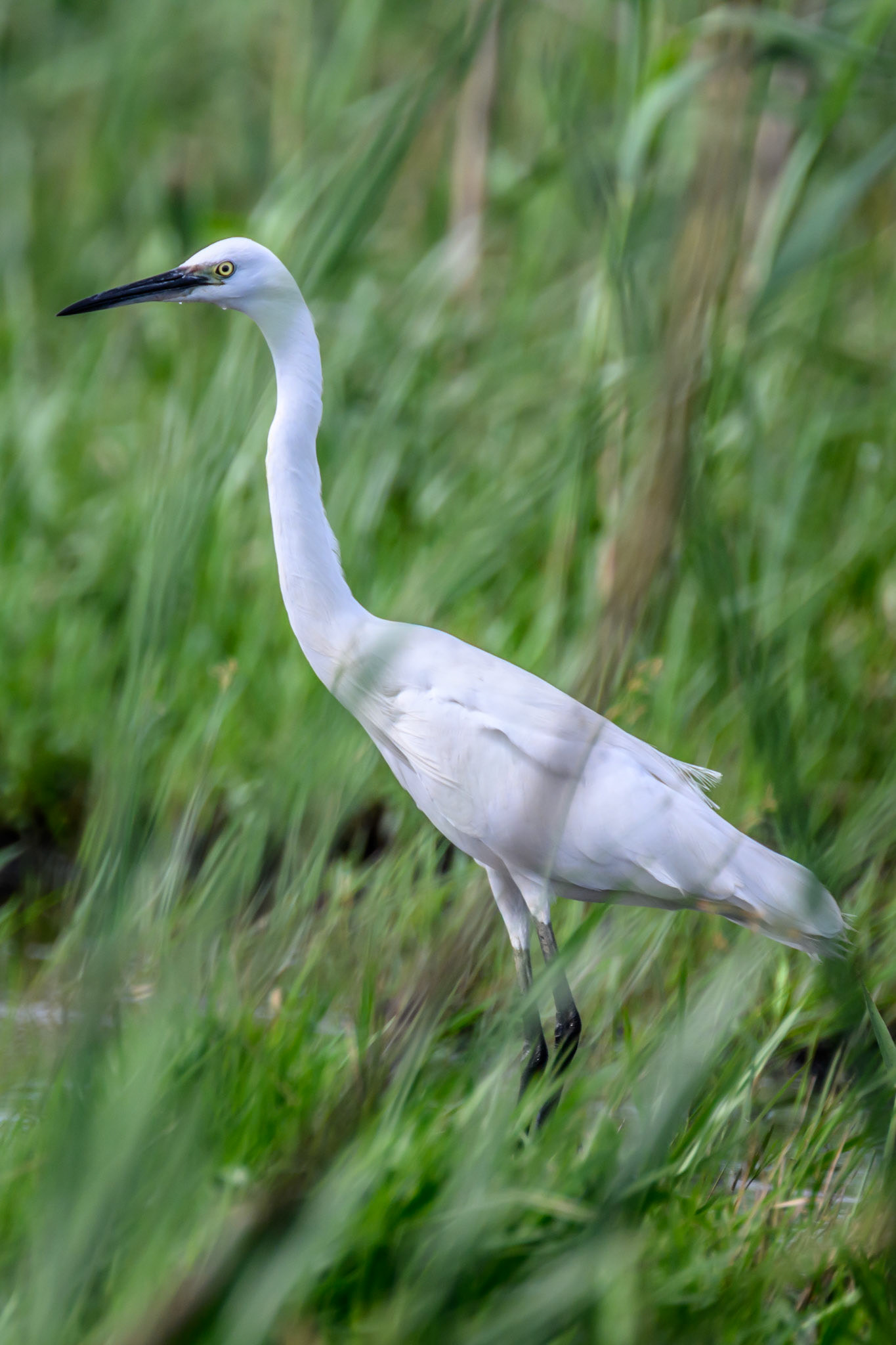 Little Egret