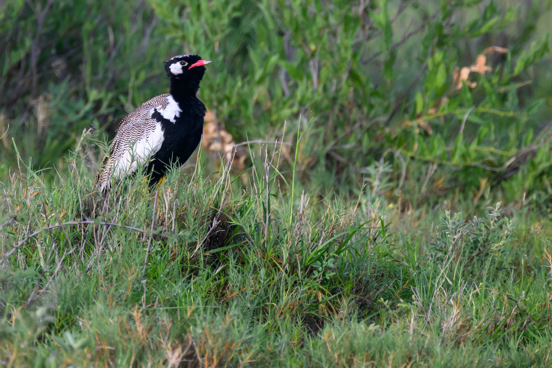 Red-crested Korhaan