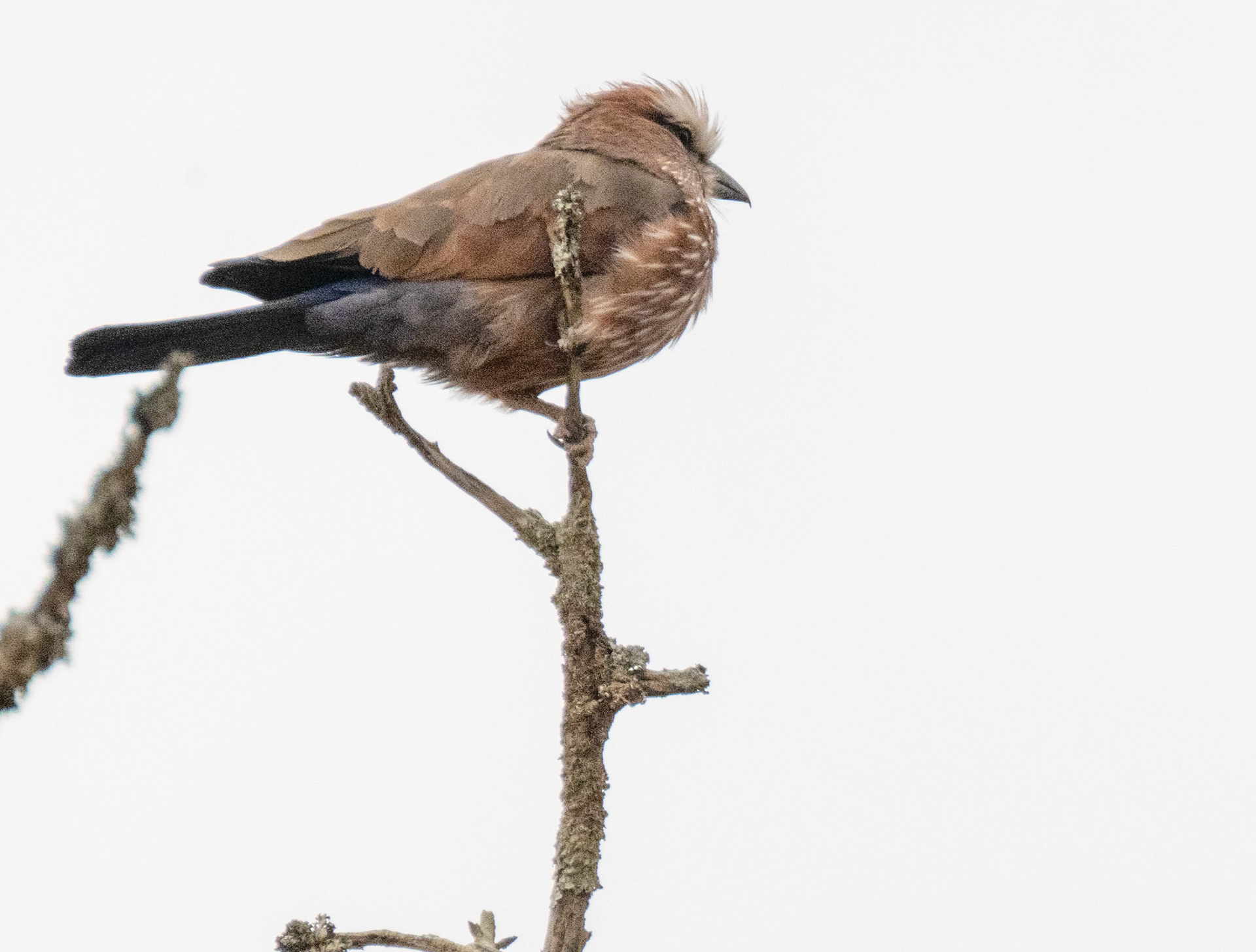 Rufus-crowned Roller
