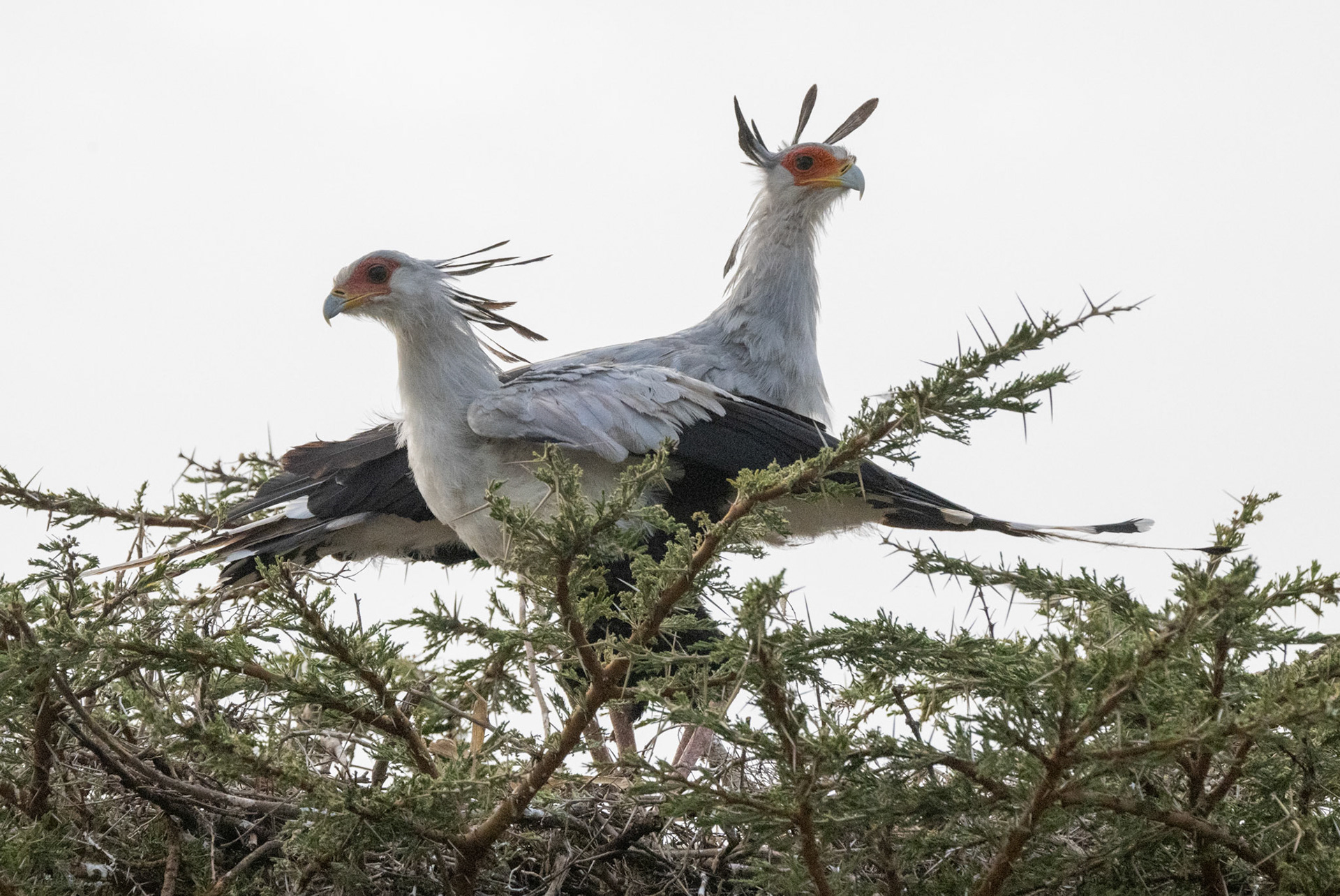 Secretary Birds neating &amp; courting