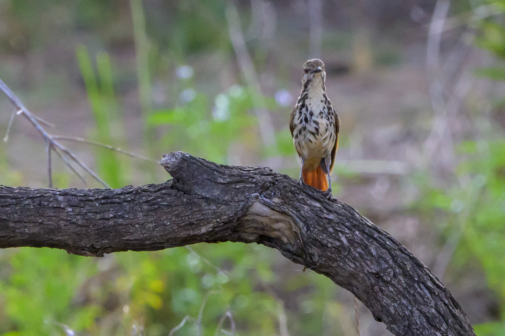 Hildebrandt's Francolin
