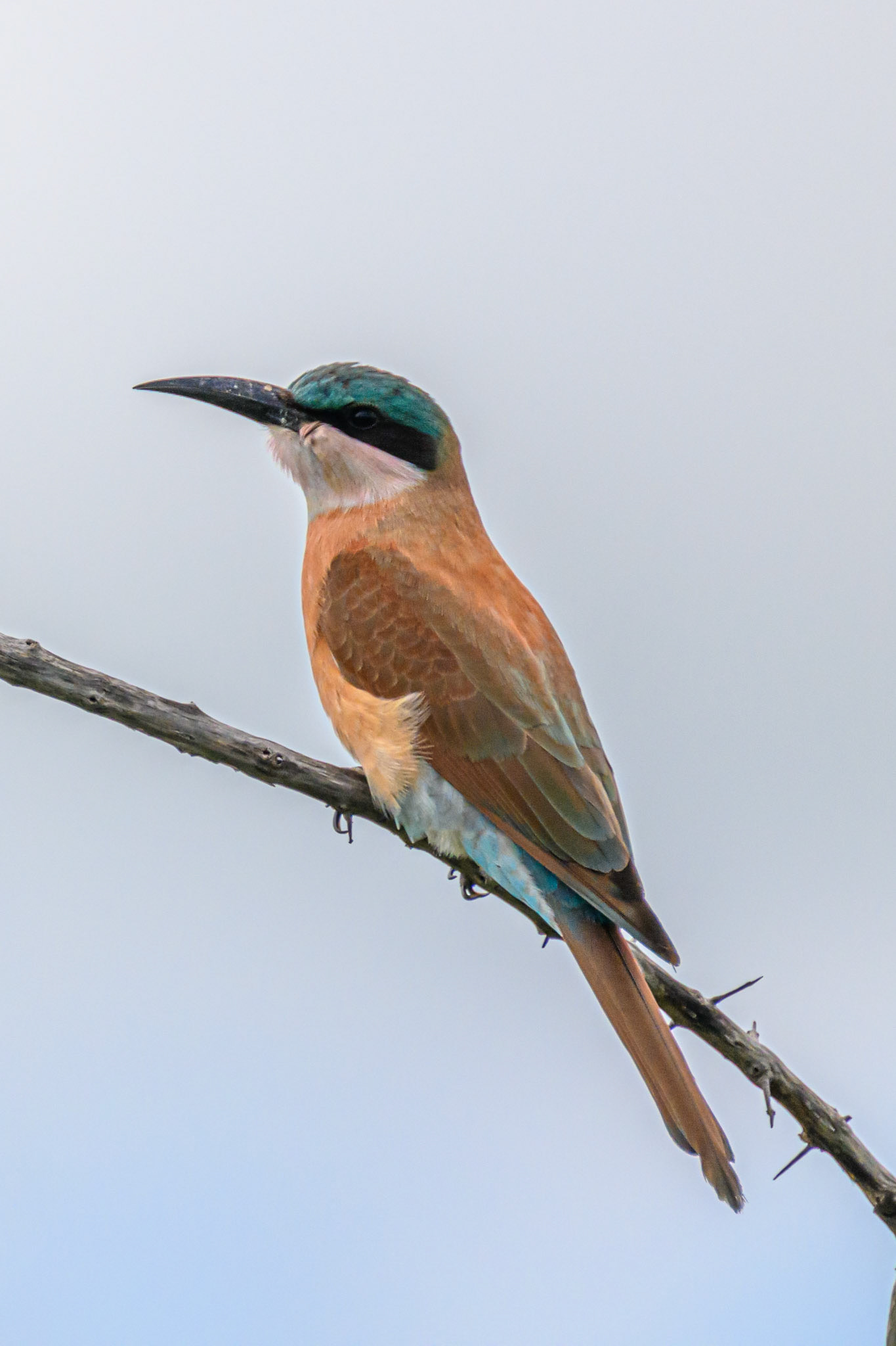 Southern Carmine Bee-eater
