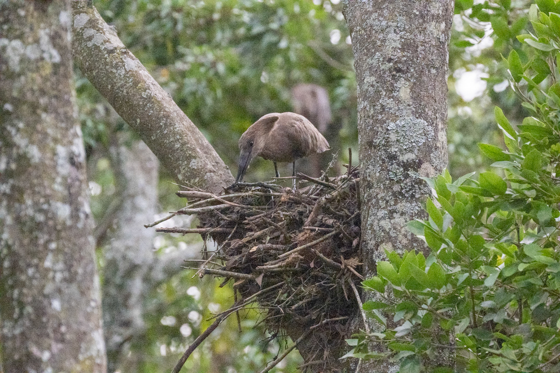 Hammerkop