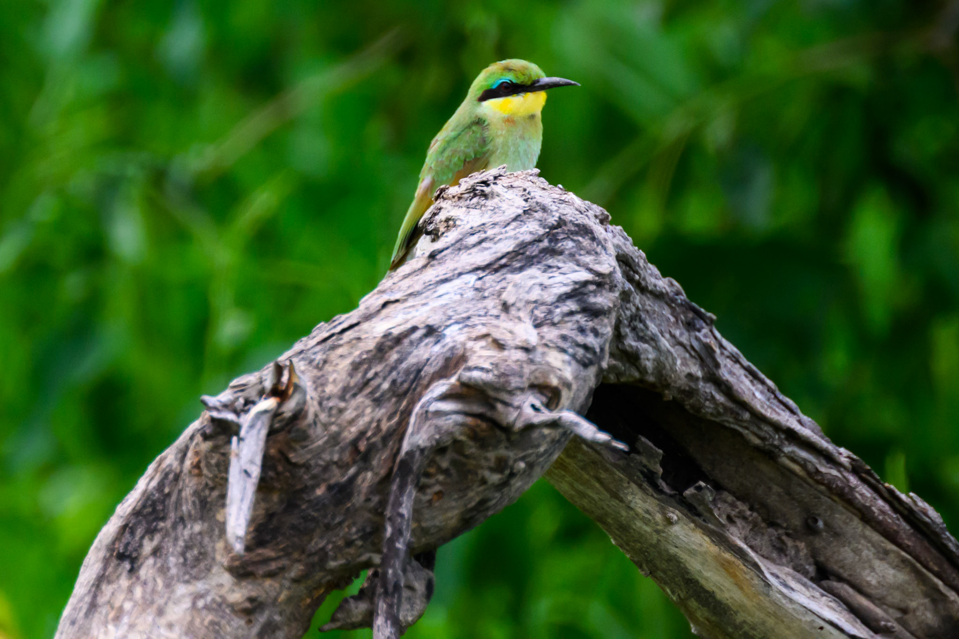 Little Bee-eater