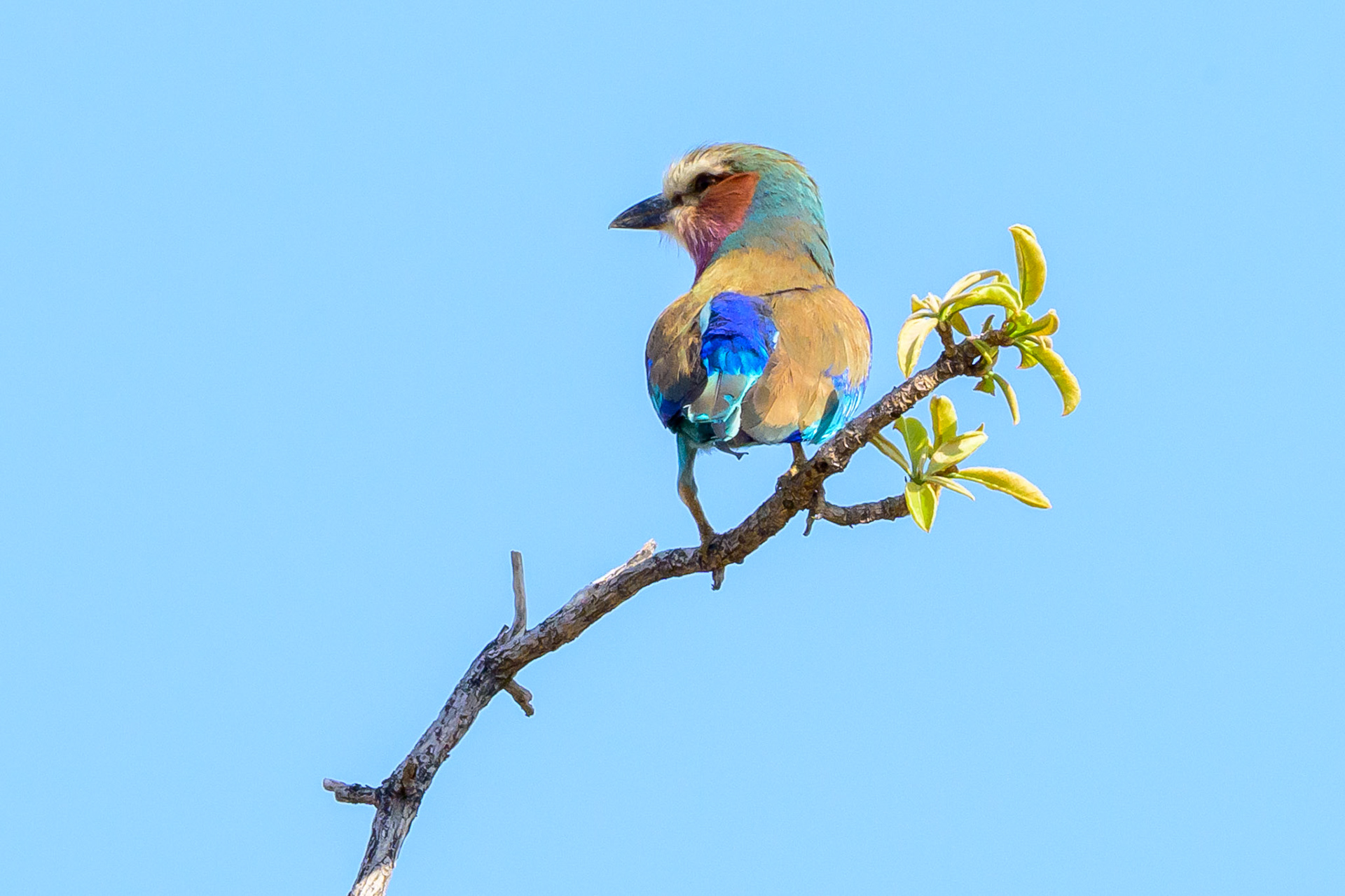Lilac-Breasted Roller