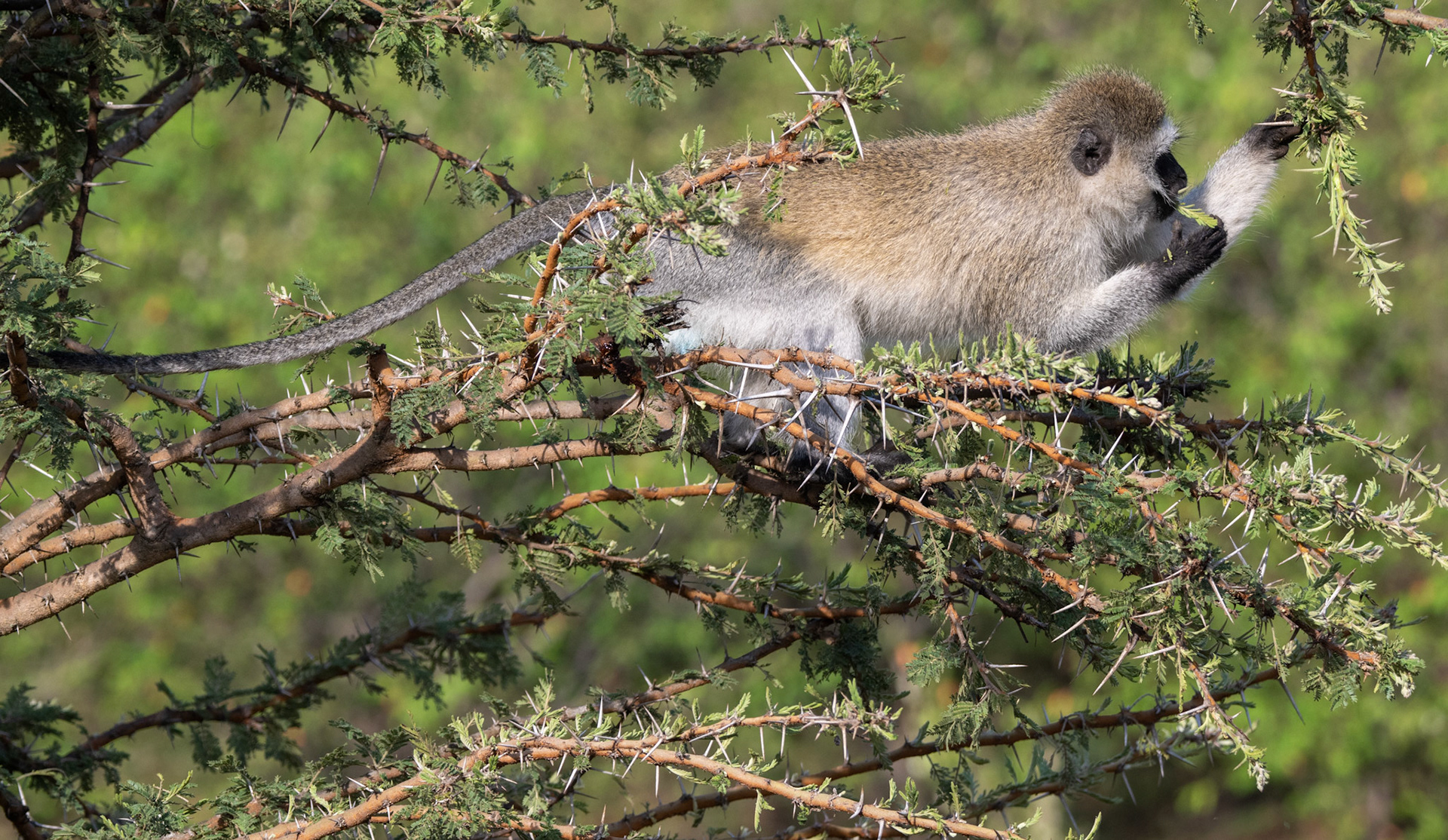 Vervet Monkey