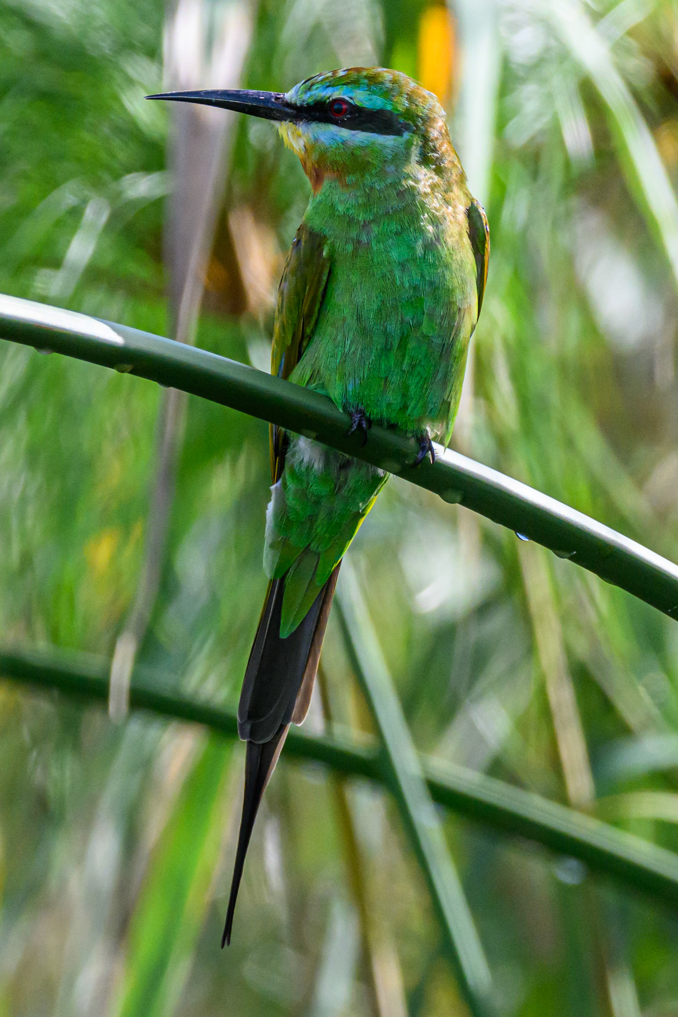 Blue-cheeked Bee-eater