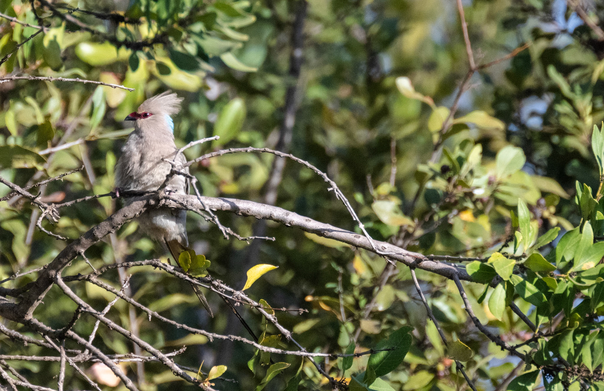Blue-naped Mousebird