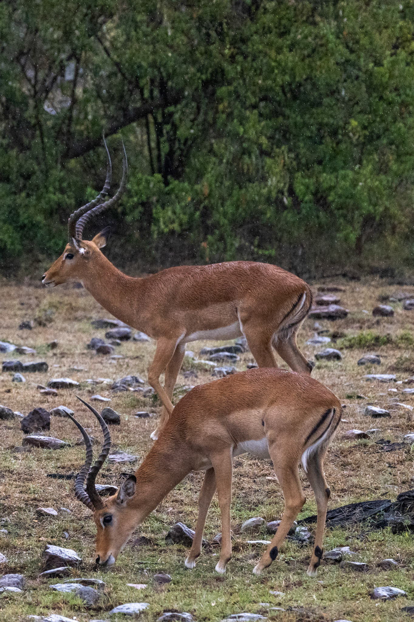 Impala