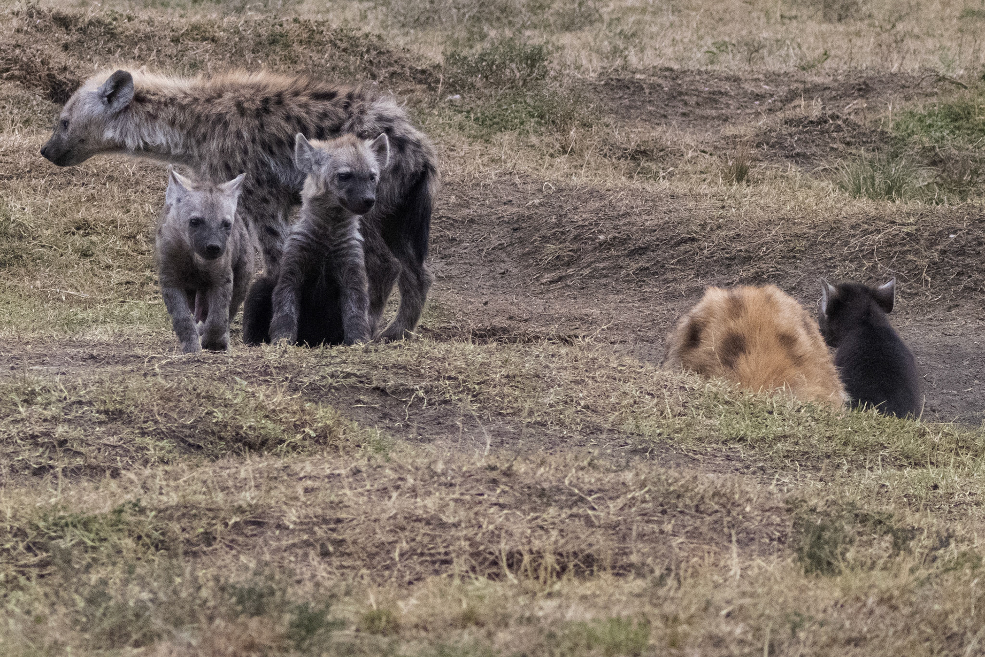 Hyenas