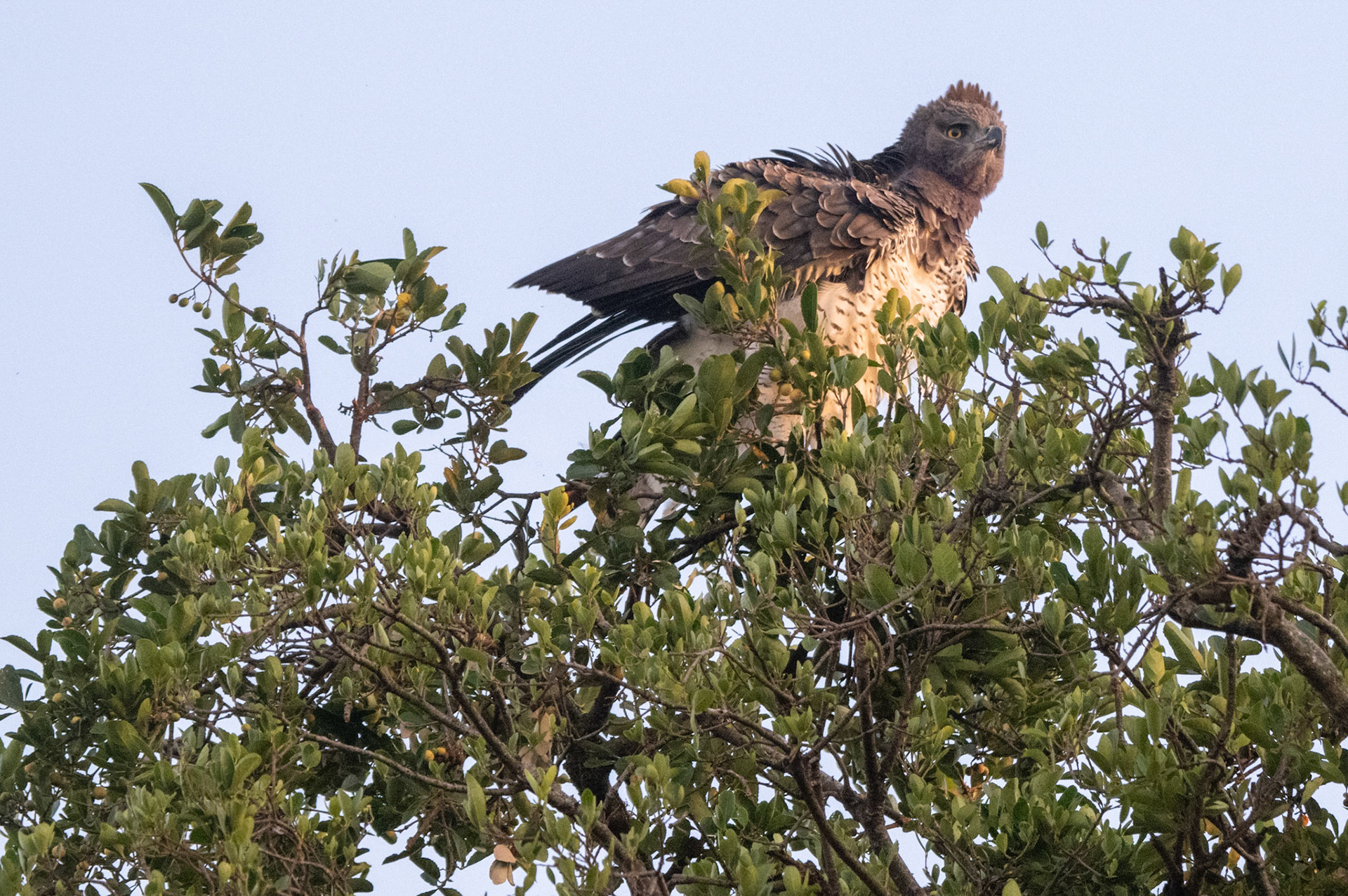 Martial Eagle