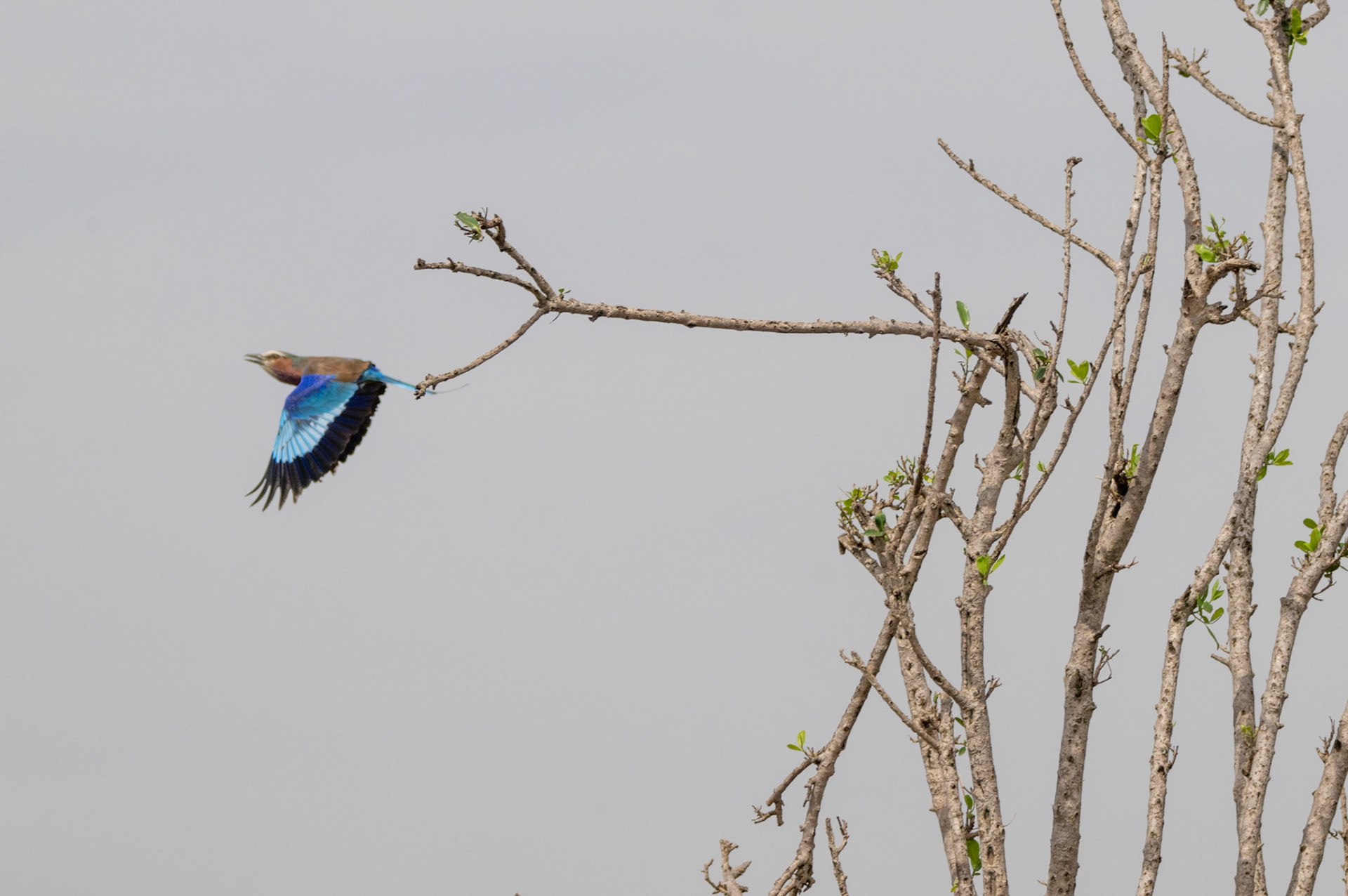 Lilac-breated Roller