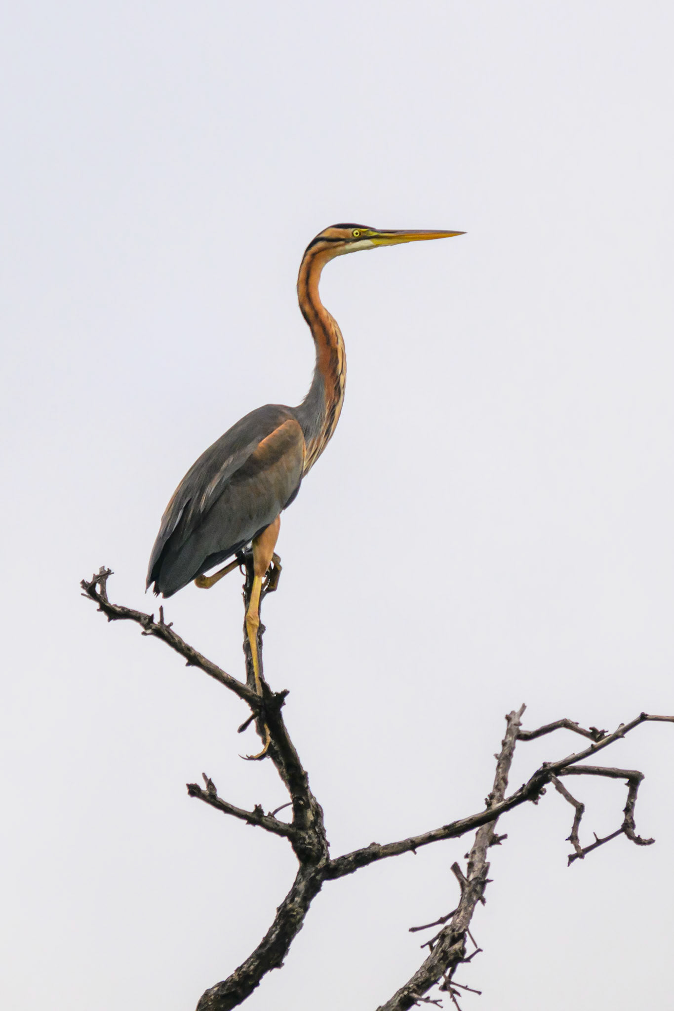 Purple Heron