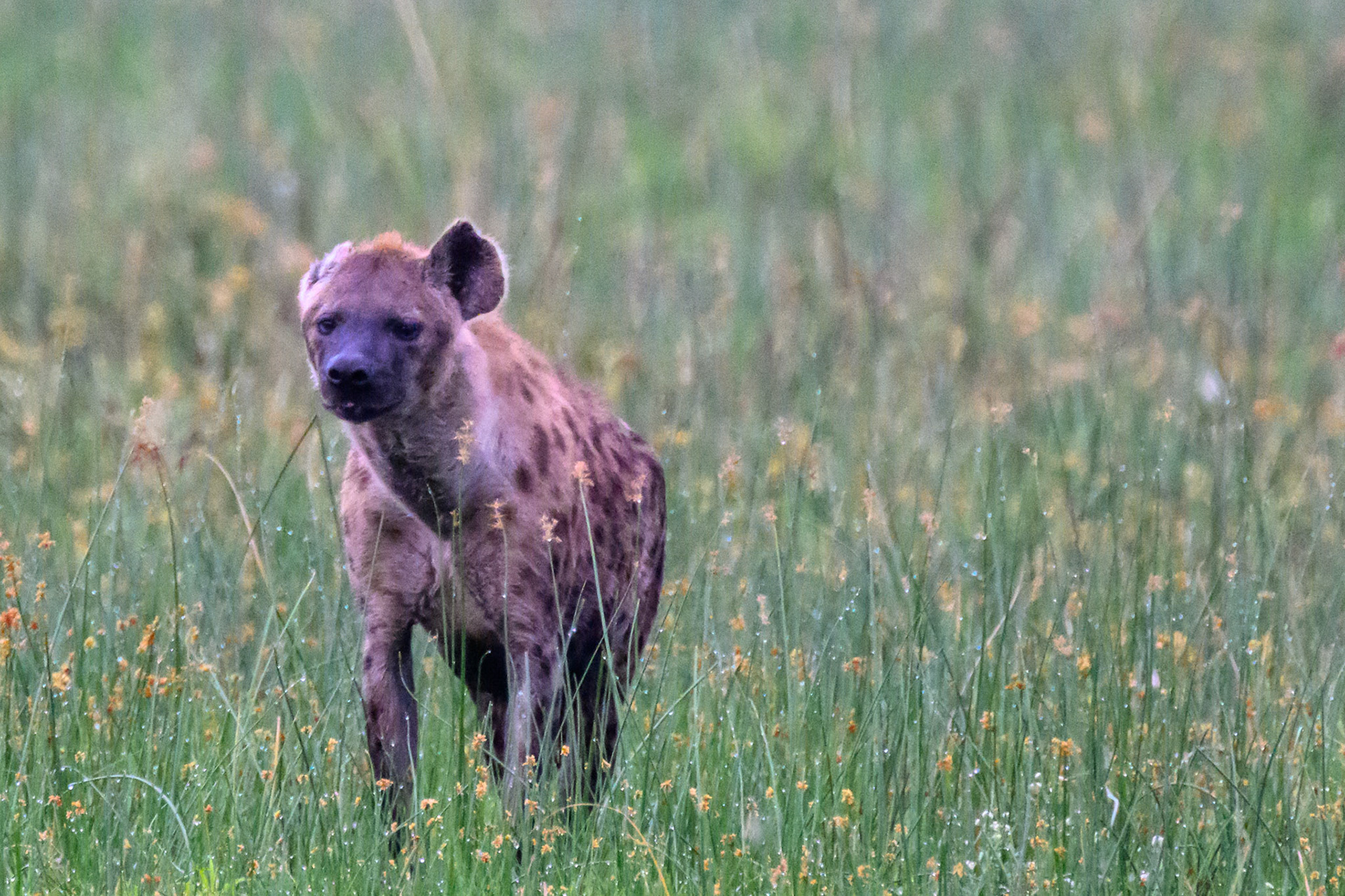 Hyena