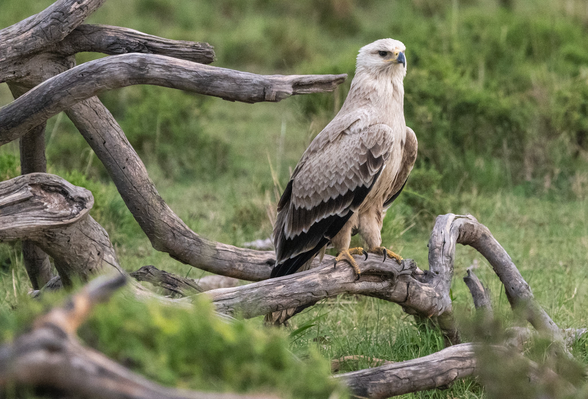 Tawny Eagle