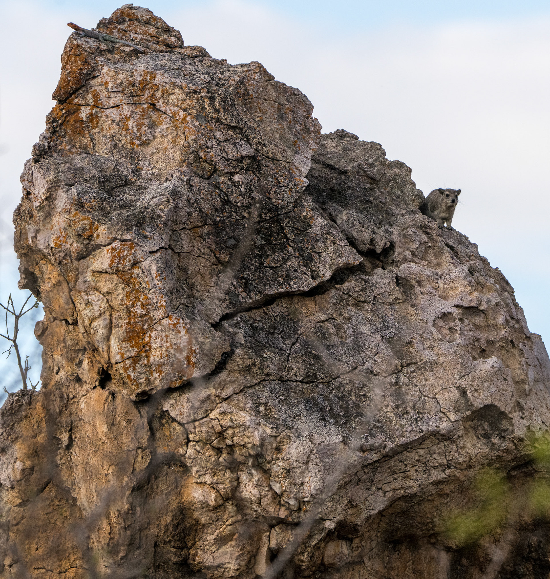 Rock Hyrax