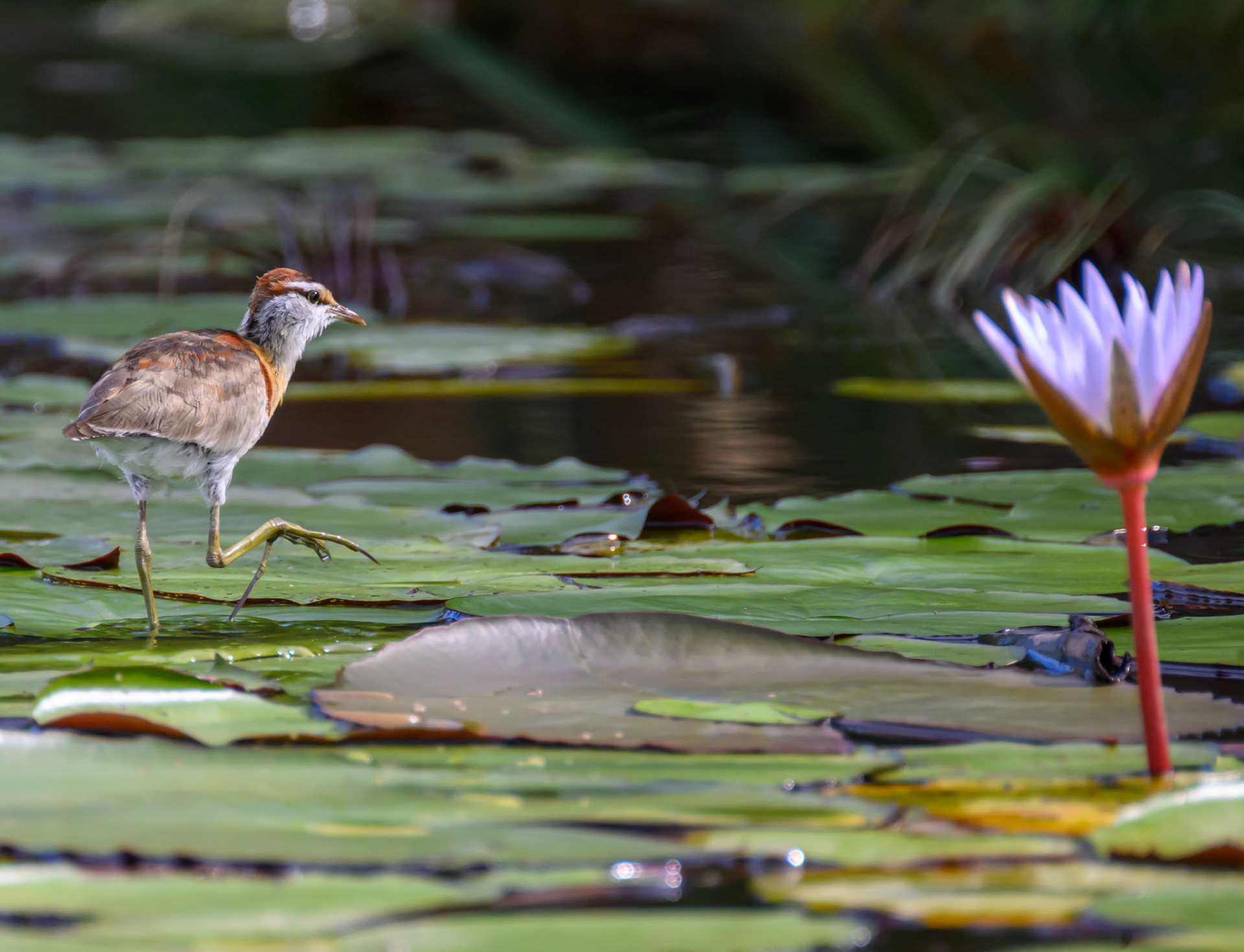 Lesser Jacana