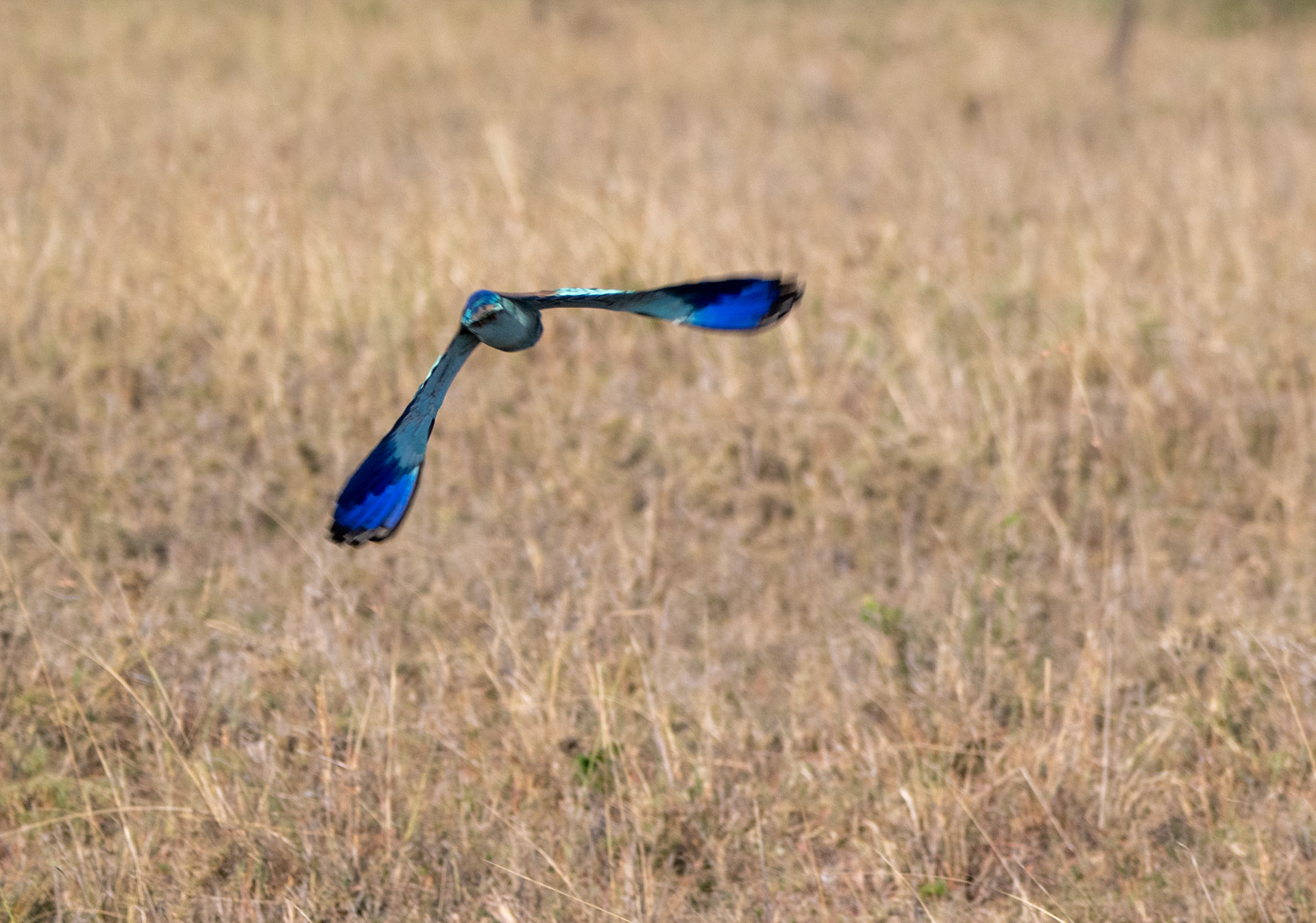 Abyssinian Roller in flight