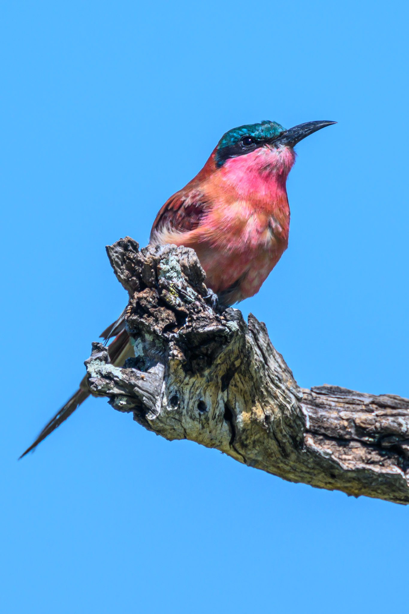 Carmine Bee-eater