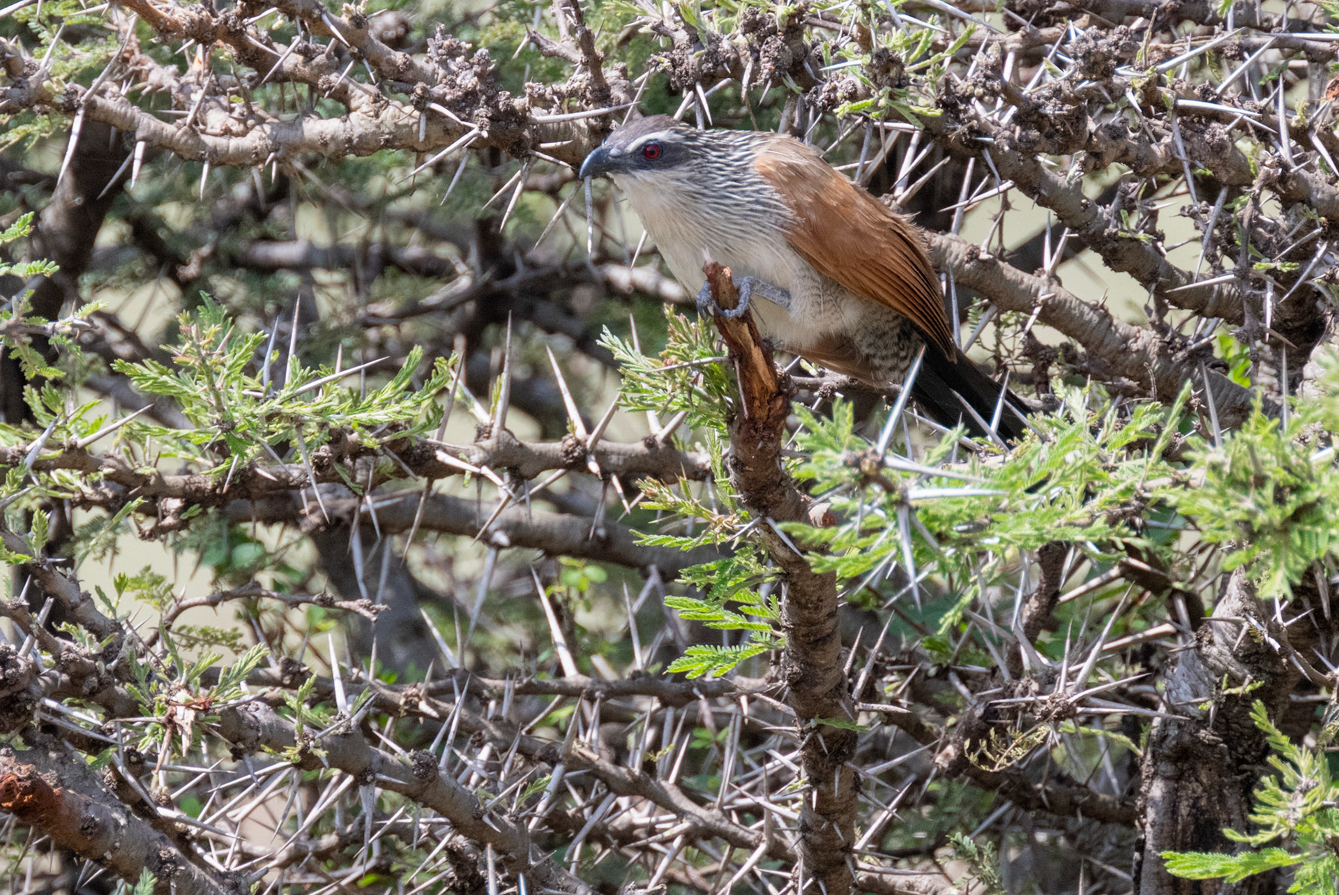 White-browed Coucal