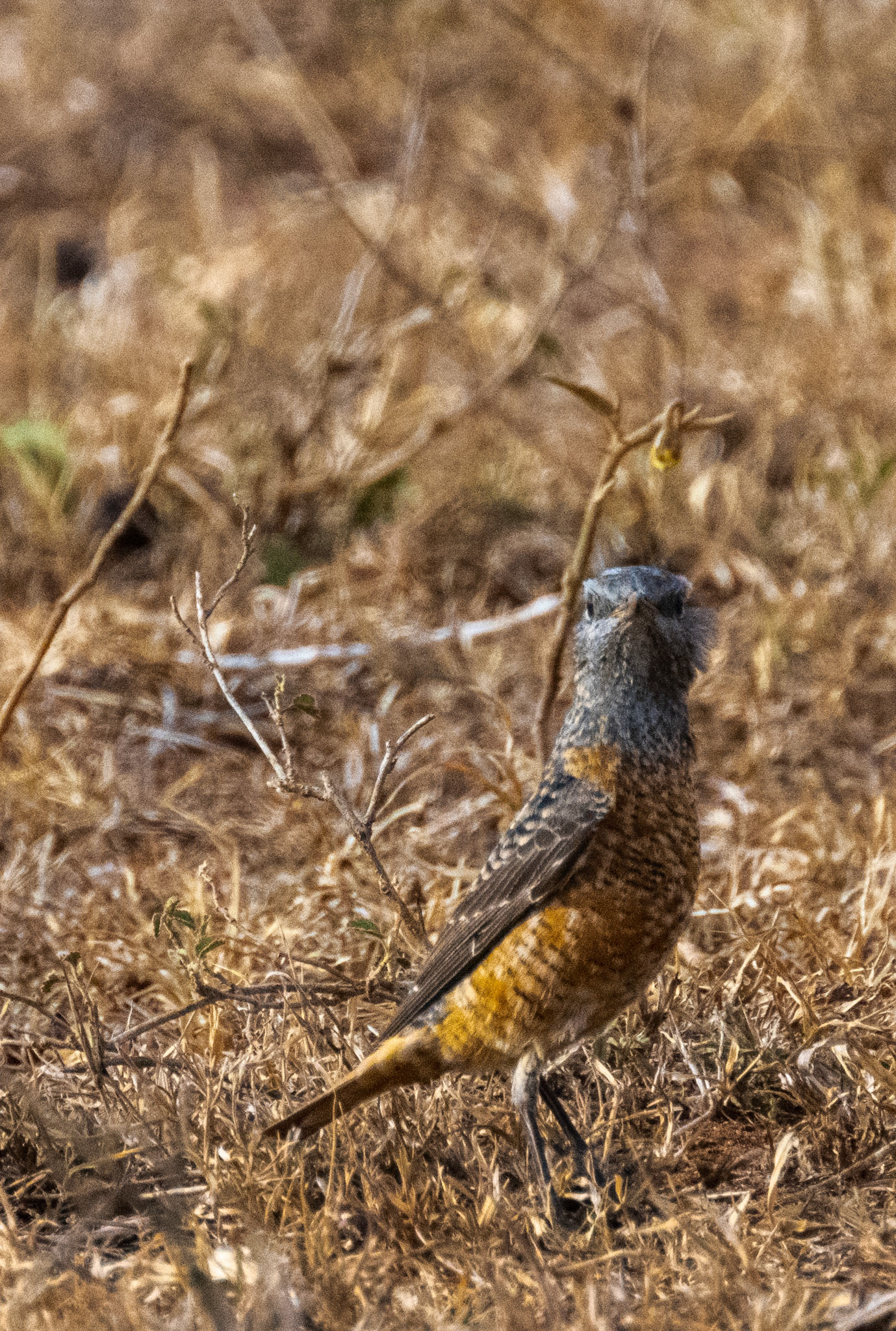 Common Rock Thrush