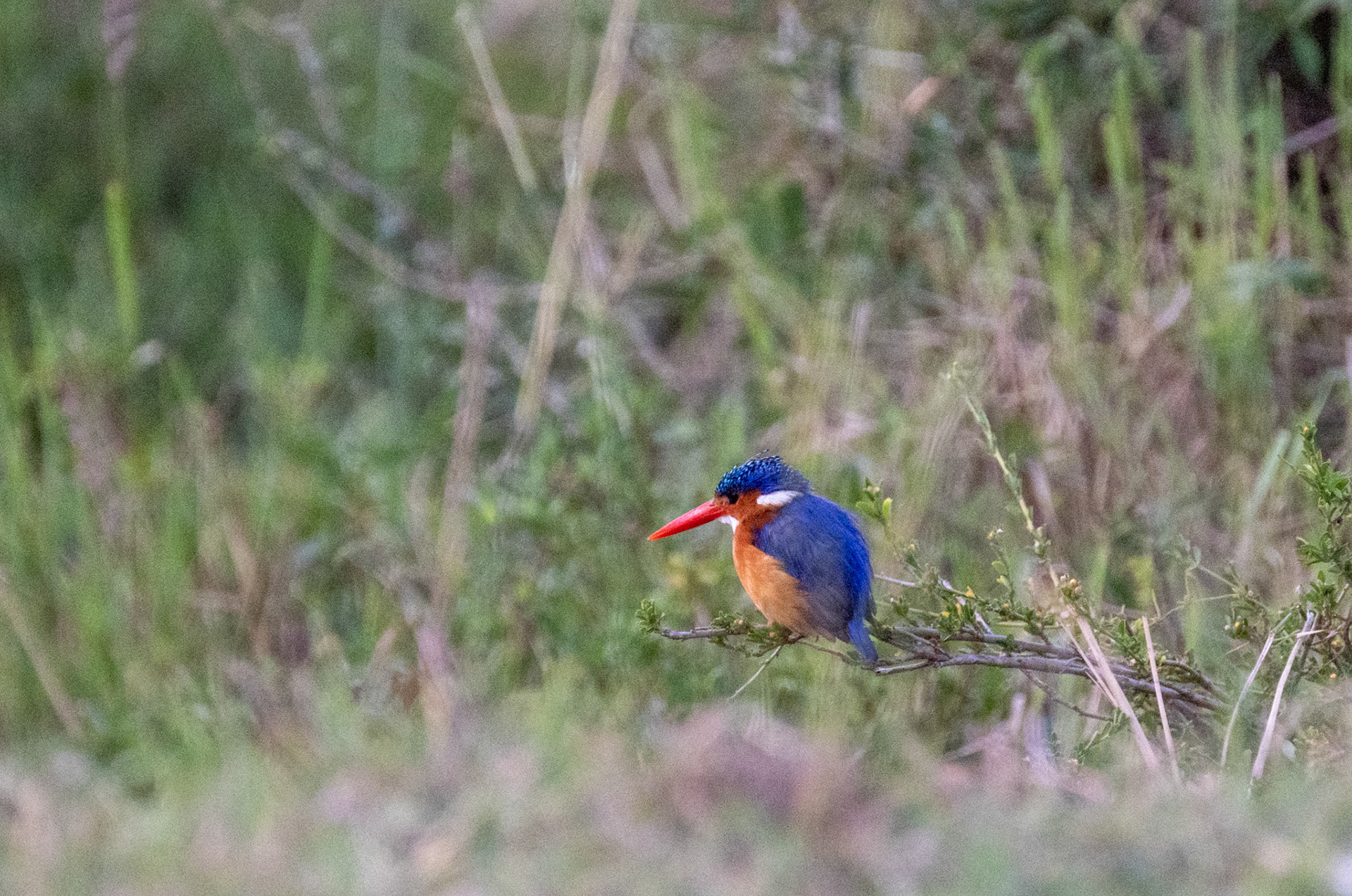 Malachite Kingfisher
