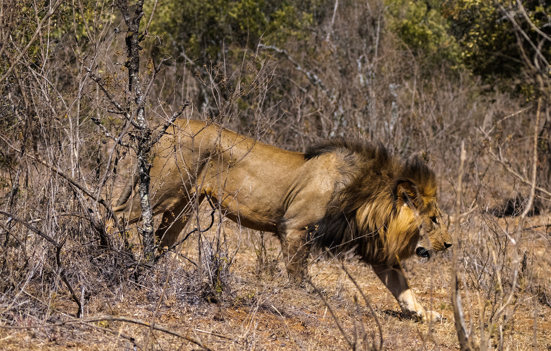 Lions, Buffalo, the hunt and kill