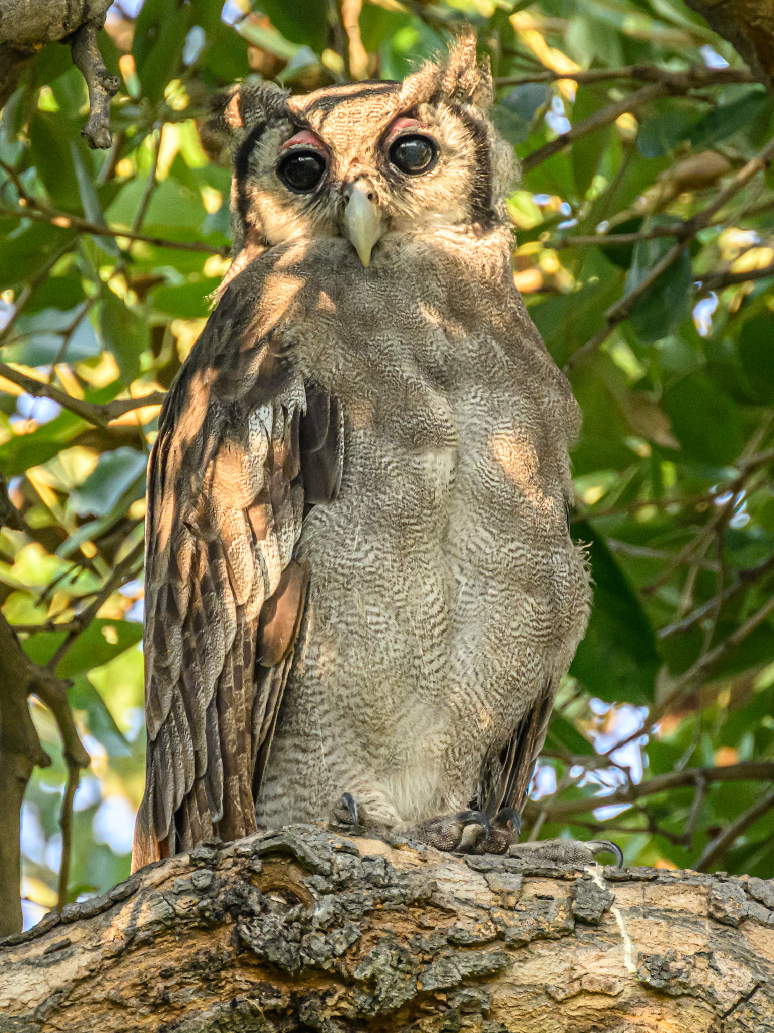 Verreaux Eagle Owl