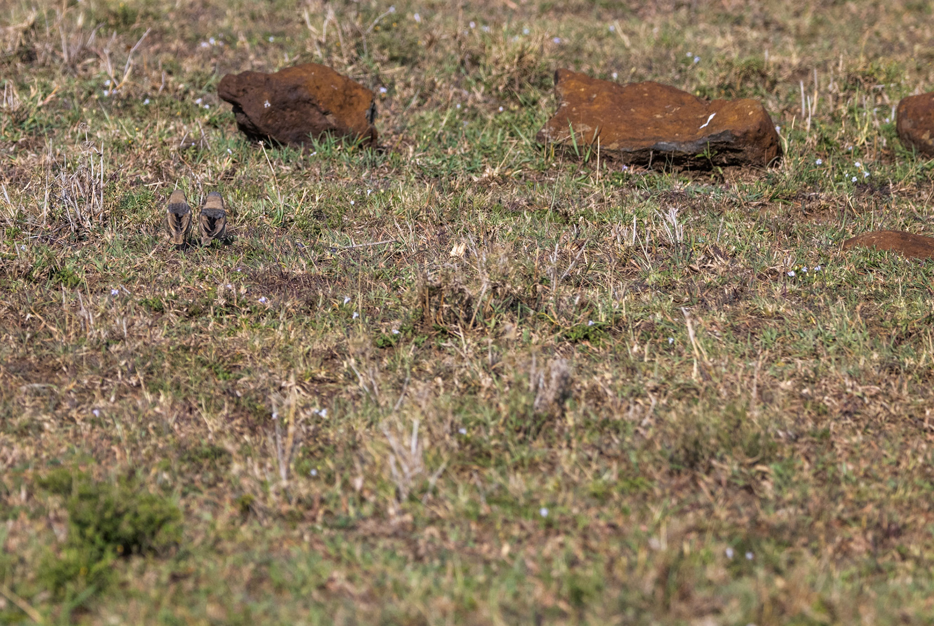 Grey-Headed Sparrow.....maybe!