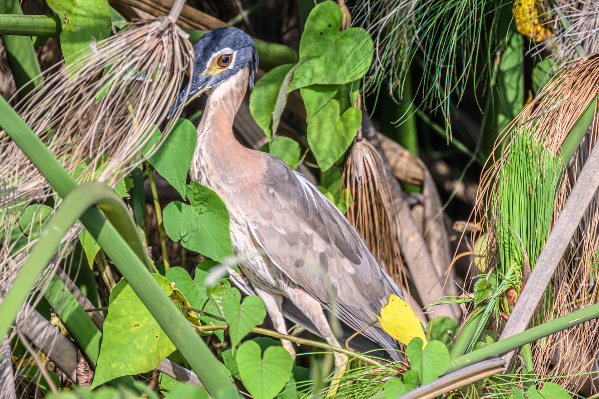 White-backed Night Heron