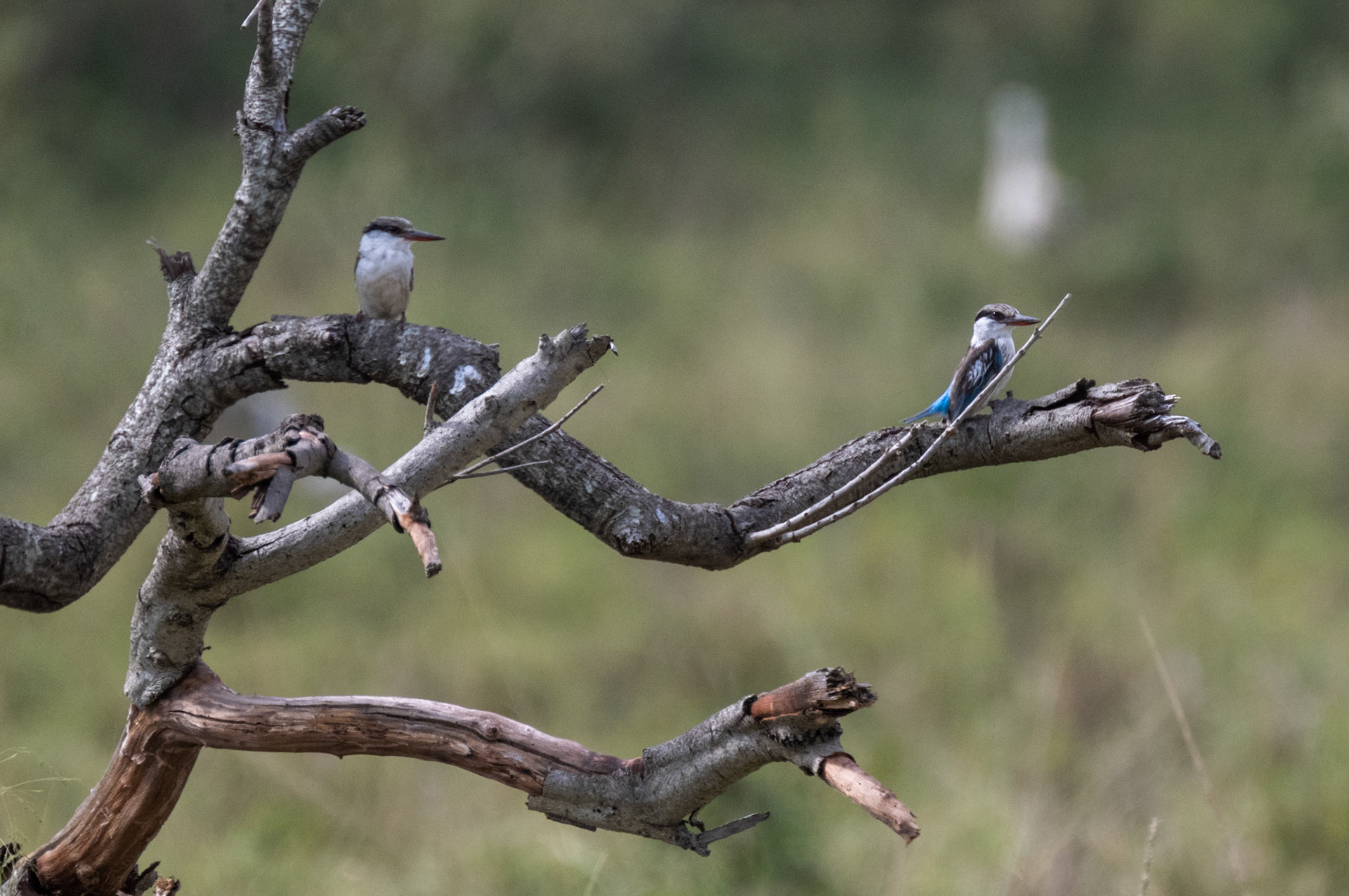 Striped Kingfishers