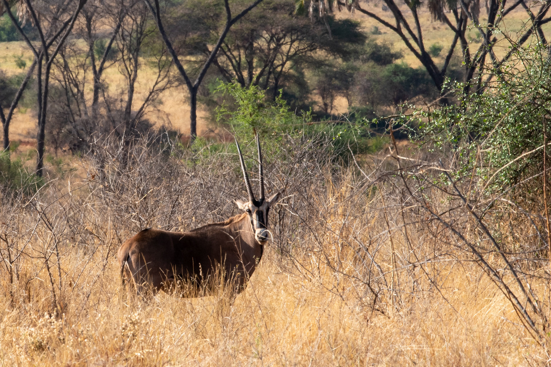 Oryx